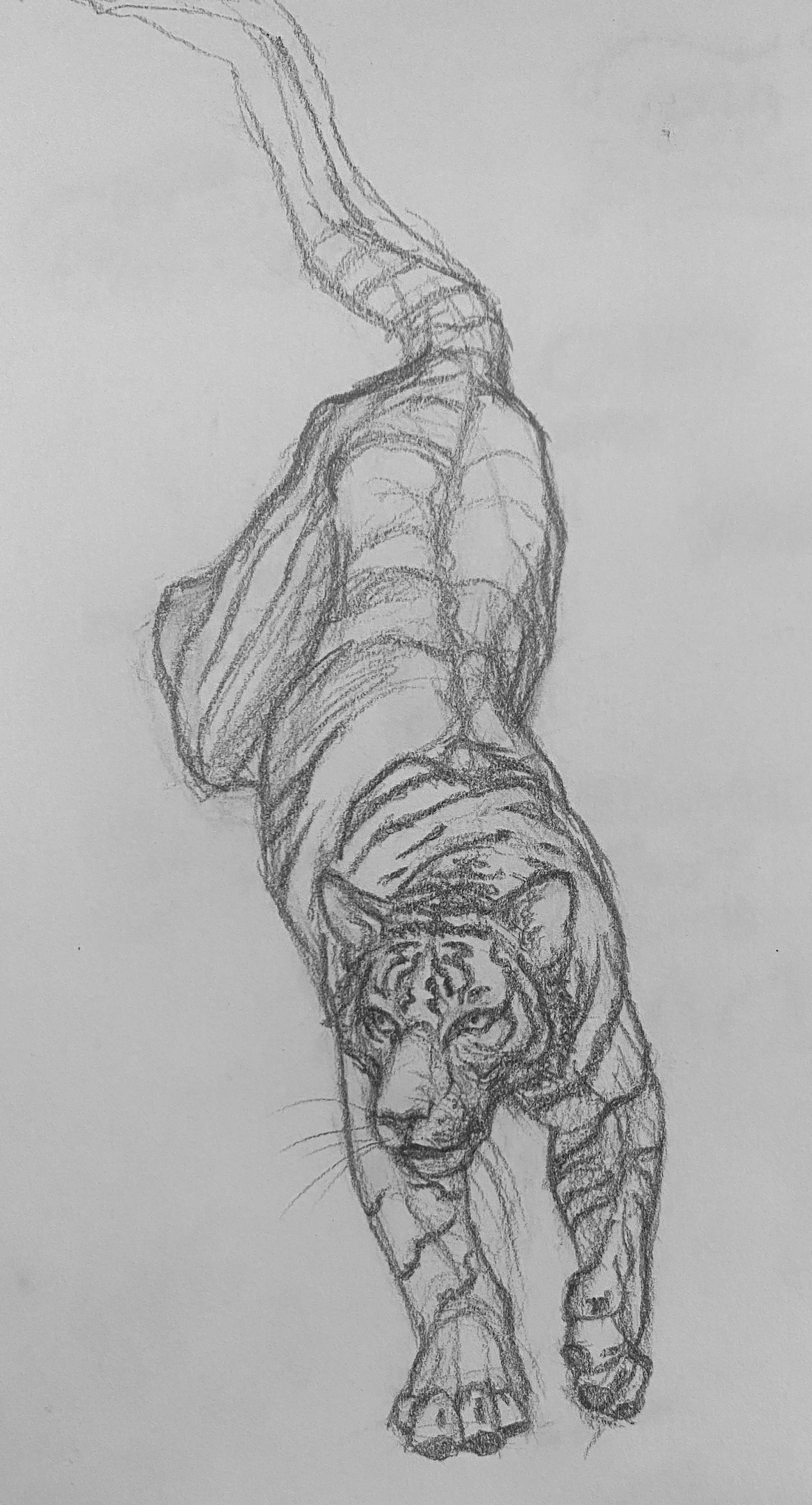 sketch_tiger2.png