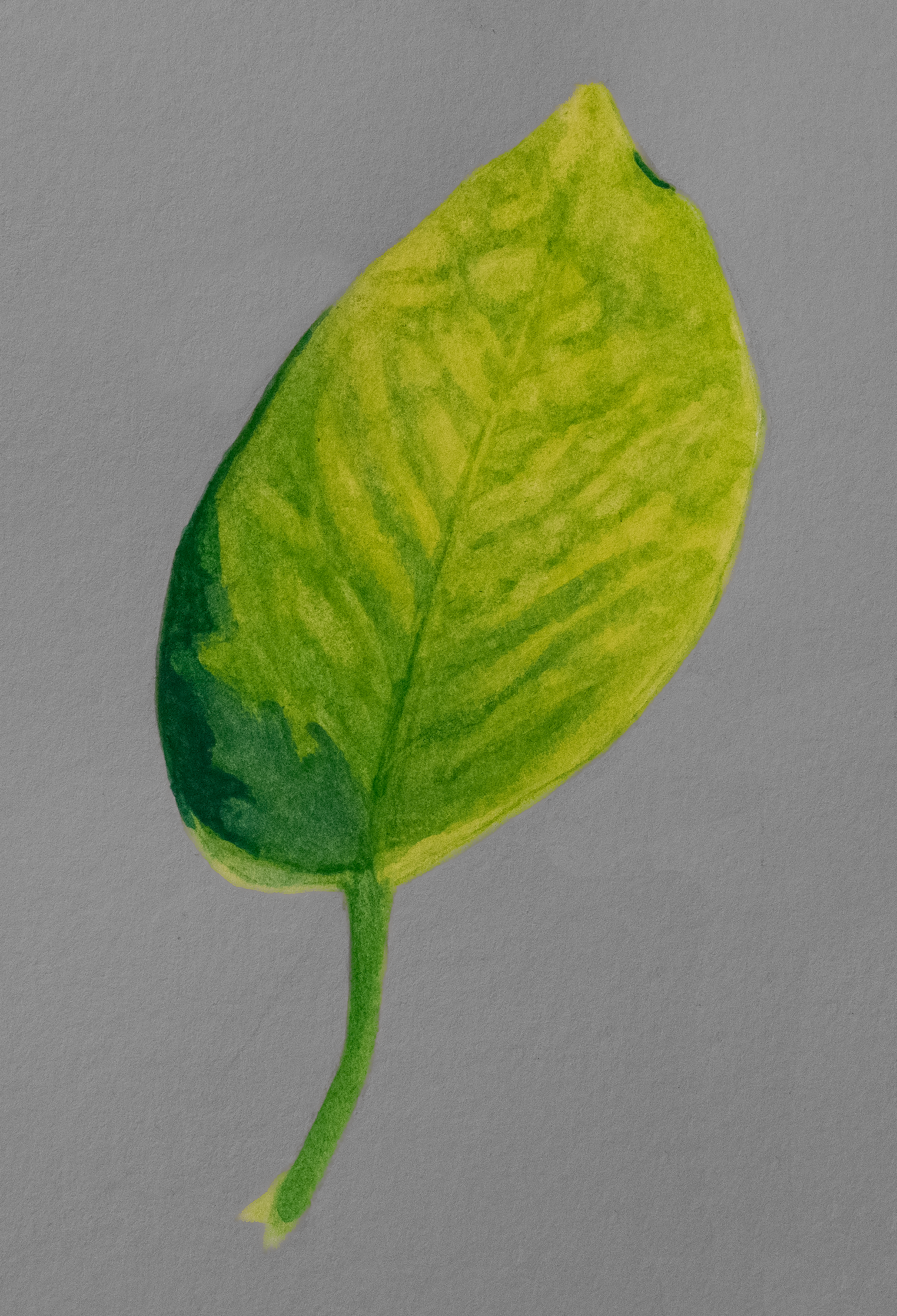 Study of Neon Pothos with color variegation 