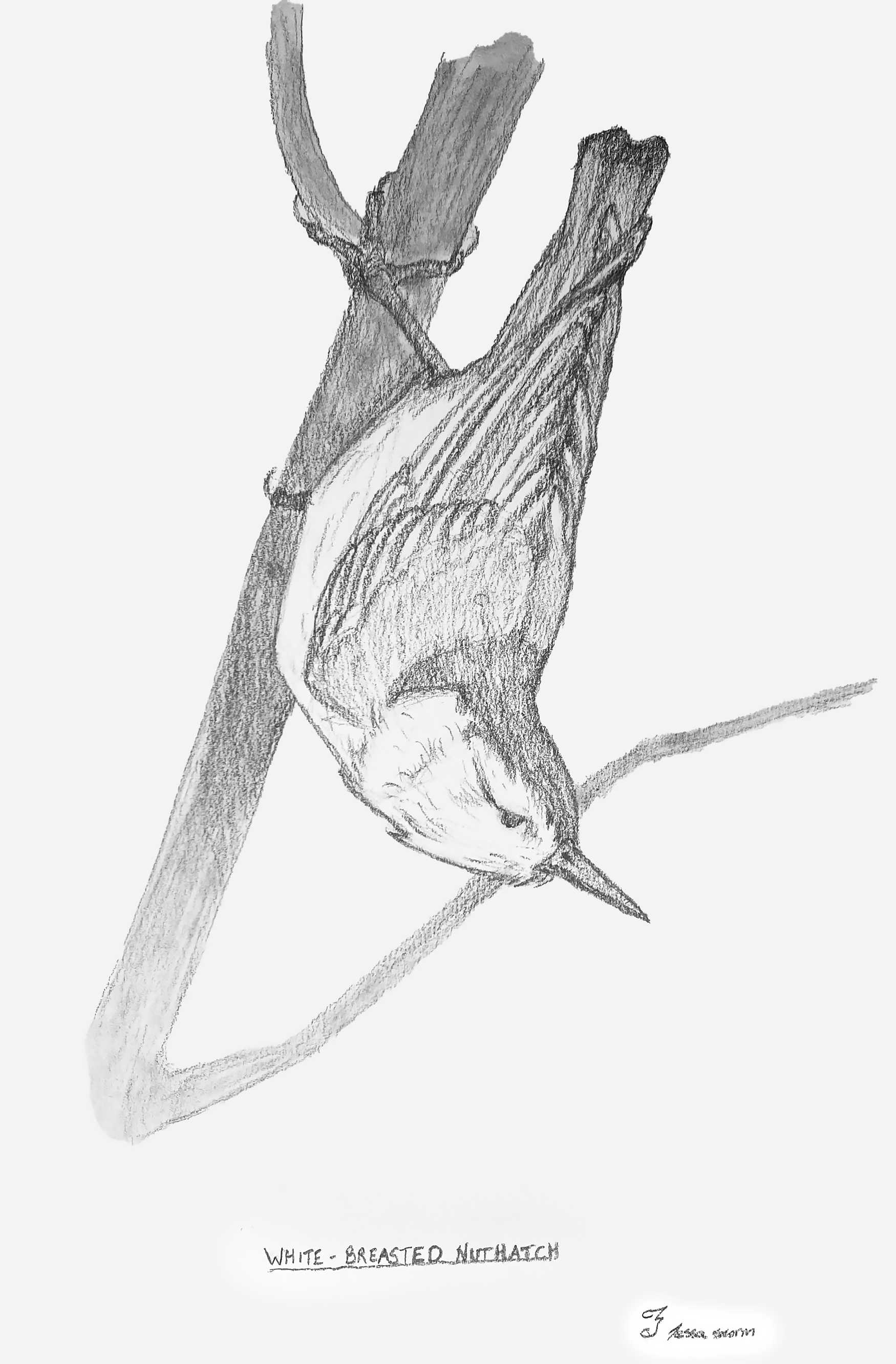 Study of a White-Breasted Nuthatch