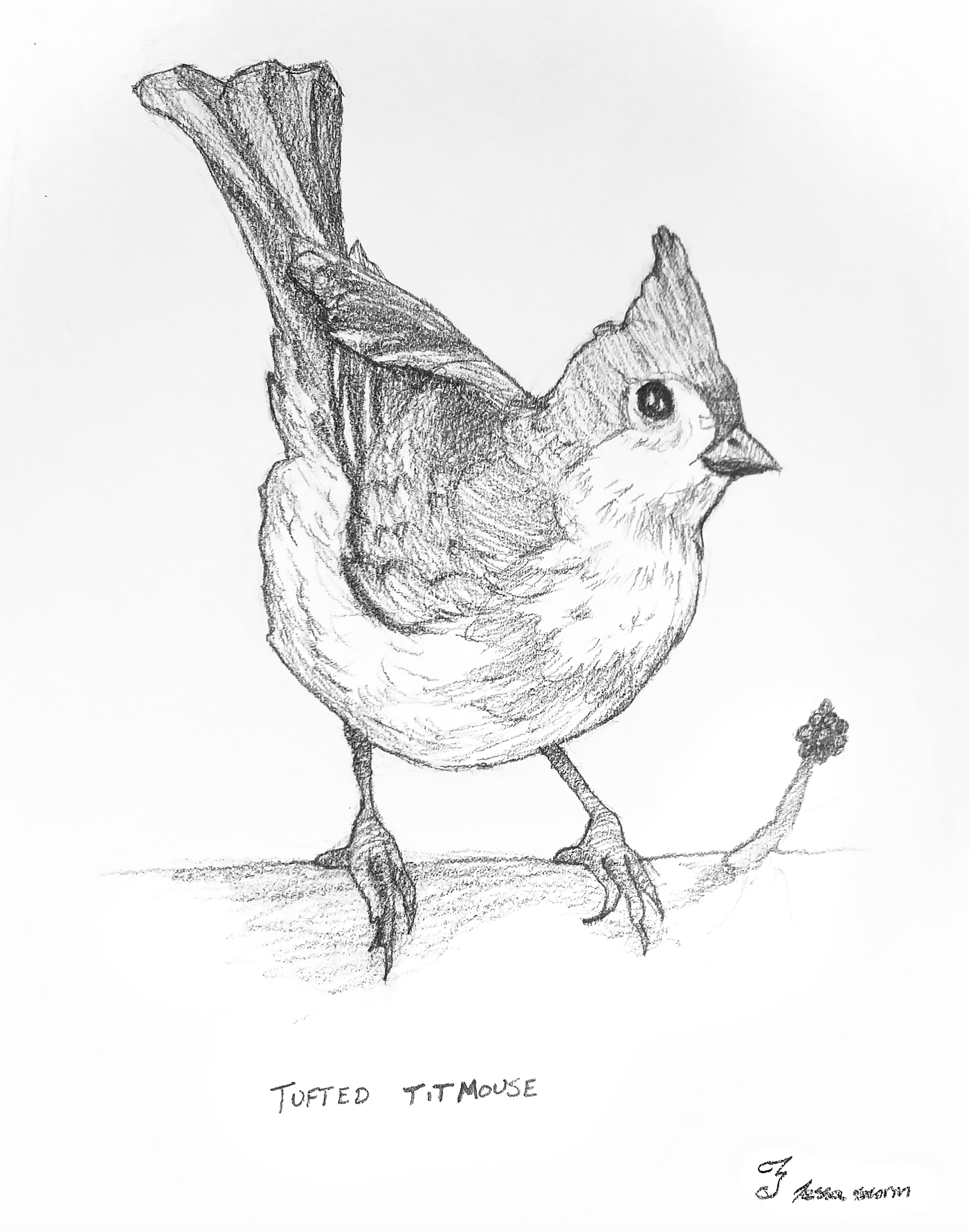 Study of a Tufted Titmouse
