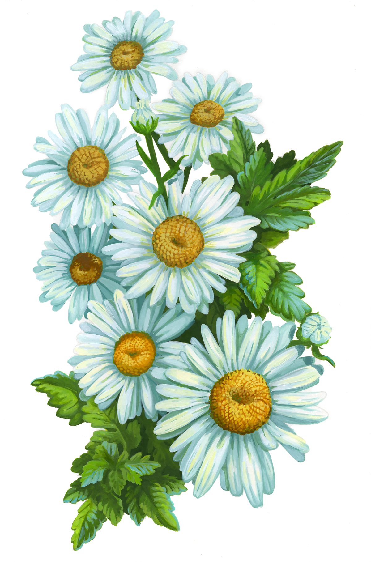 daisySCAN.png