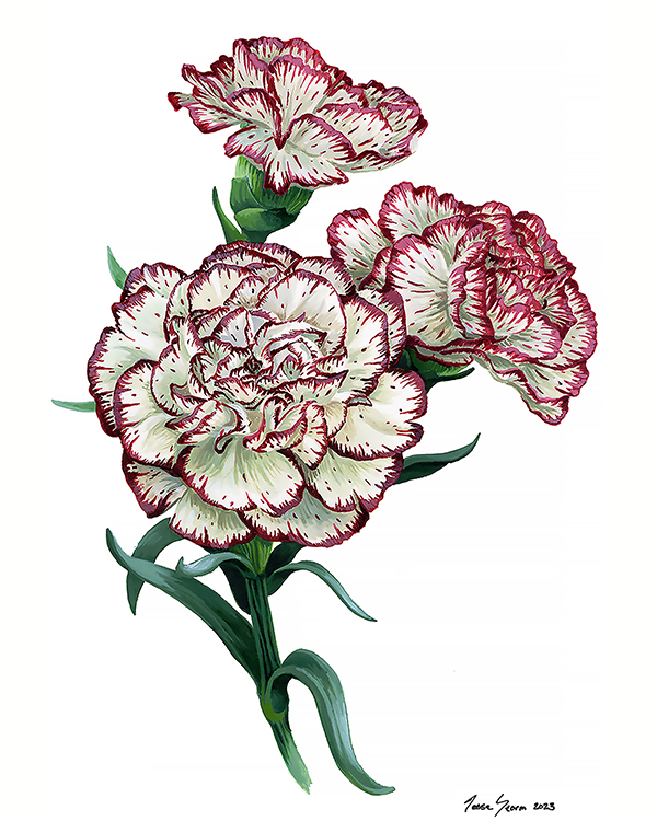 carnation_75.png