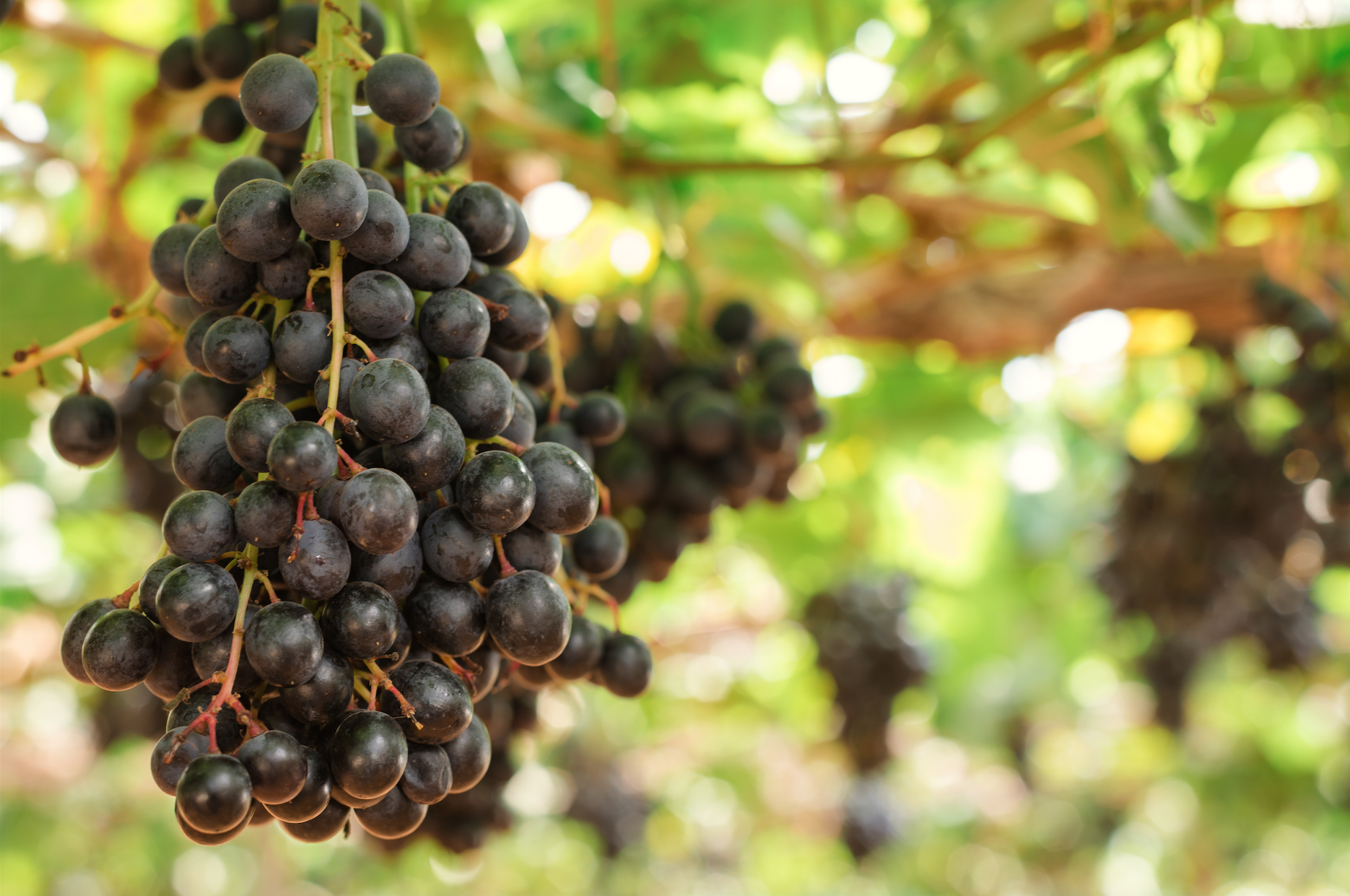 Nero Grapes.png