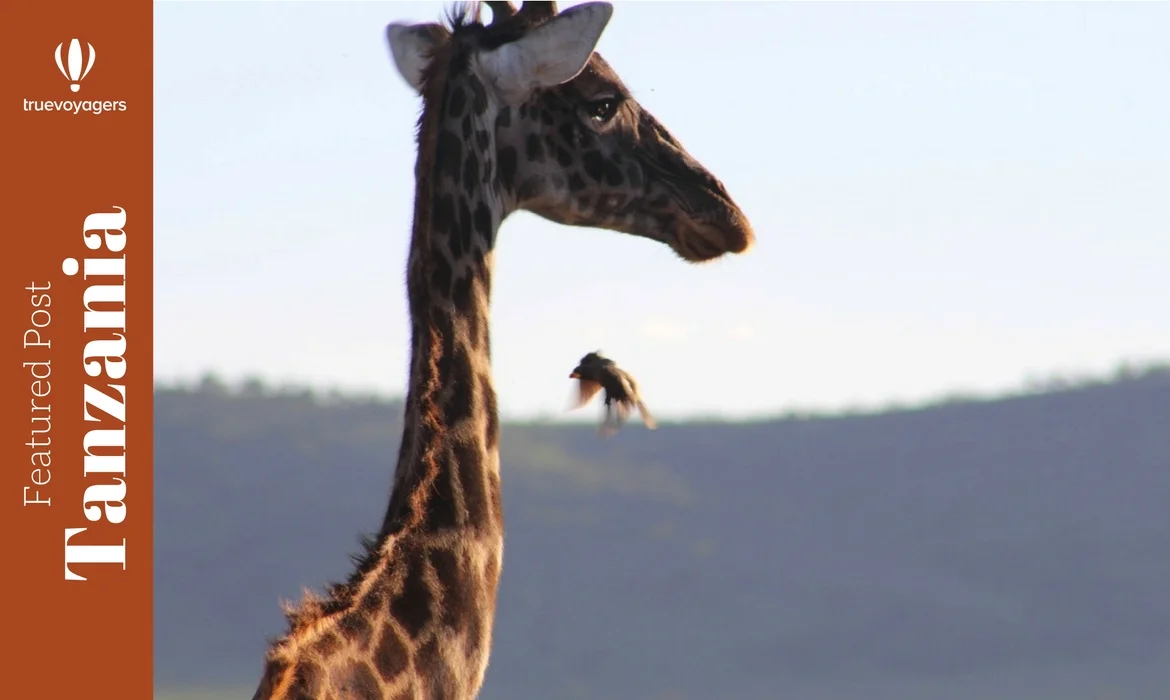 Tanzanian Safari: Discovering Serengeti Park and Ngorongoro Crater
