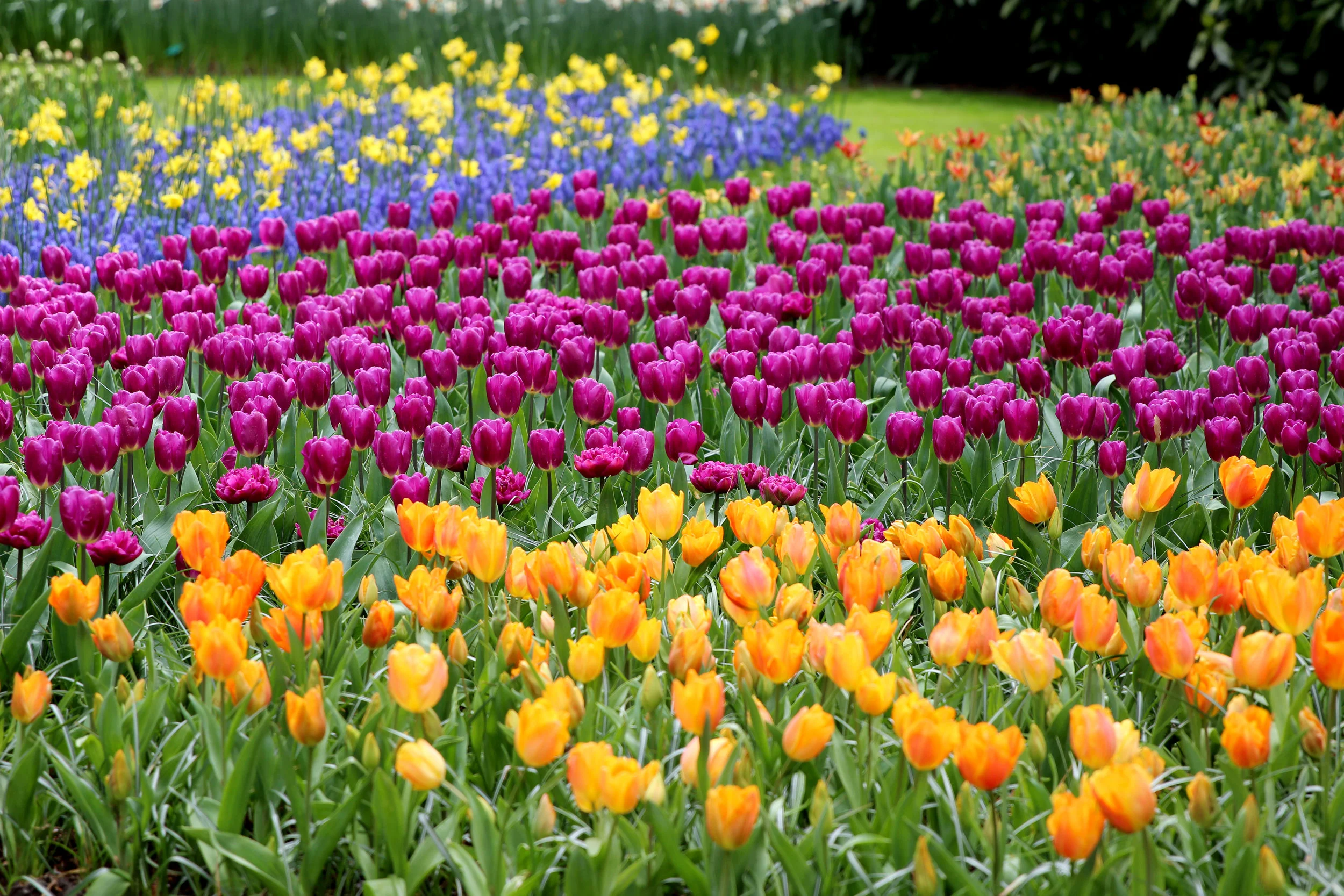 24 ώρες στο Άμστερνταμ: Ο απόλυτος οδηγός