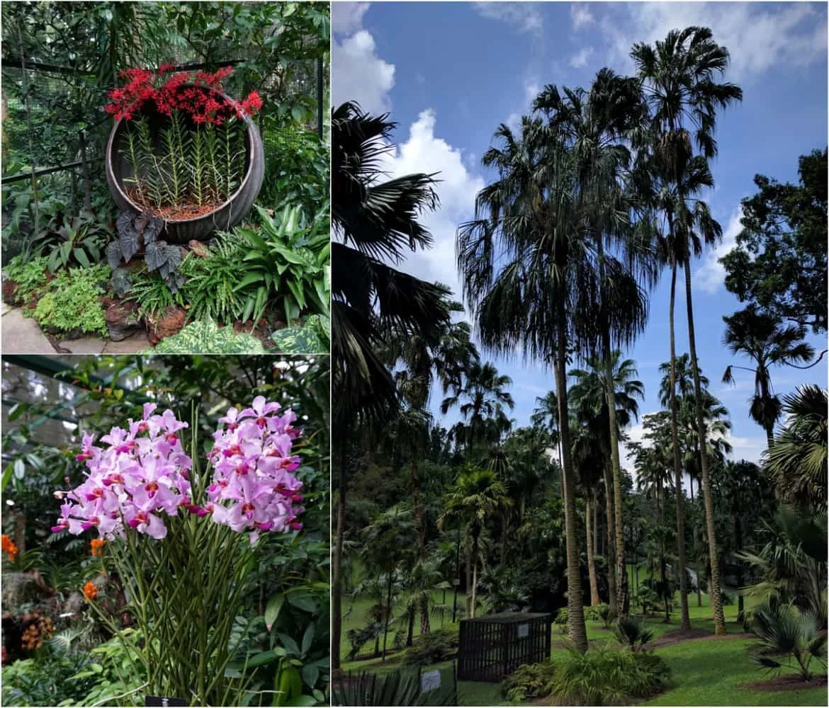 Vivid colors in Singapore's Botanic Gardens