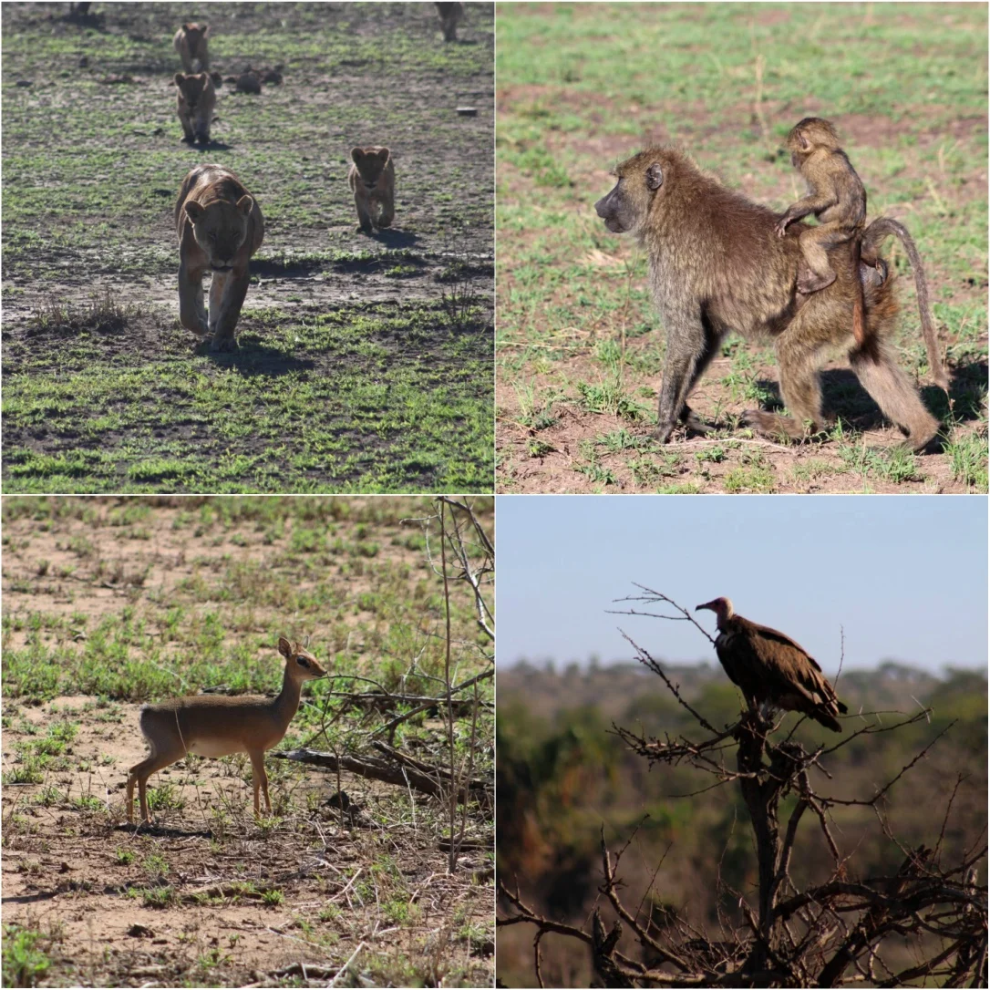 Πολλά είδη ζώων συμβιώνουν αρμονικά στο Serengeti