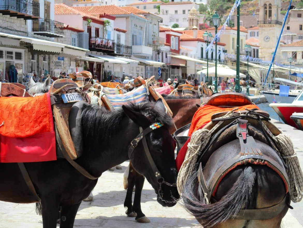 Donkeys and mules waiting at Hydra's harbor
