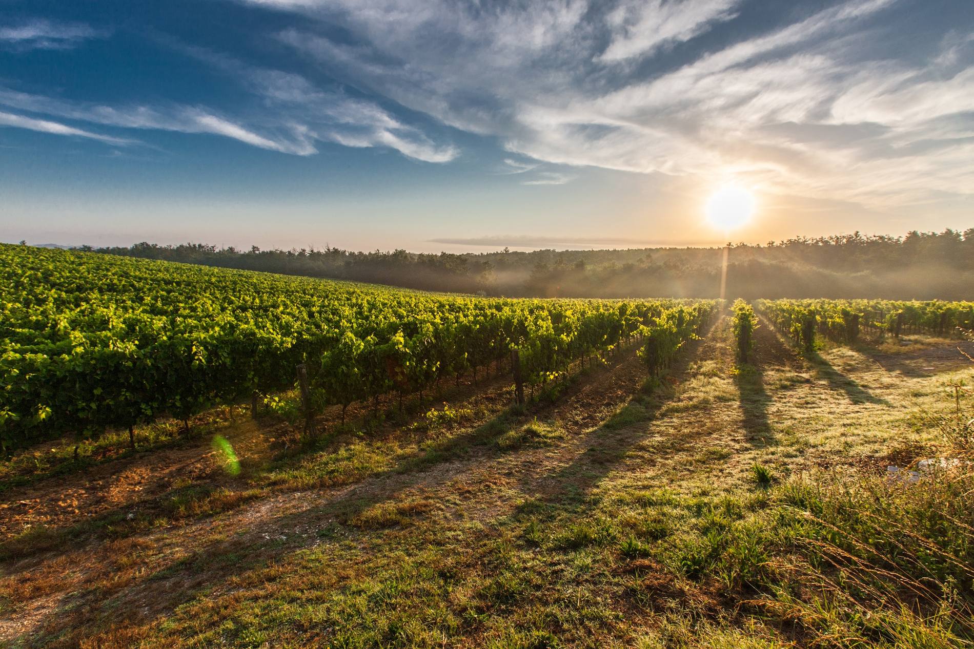 Grape fields in Tuscany, Italy. Source: Pexels