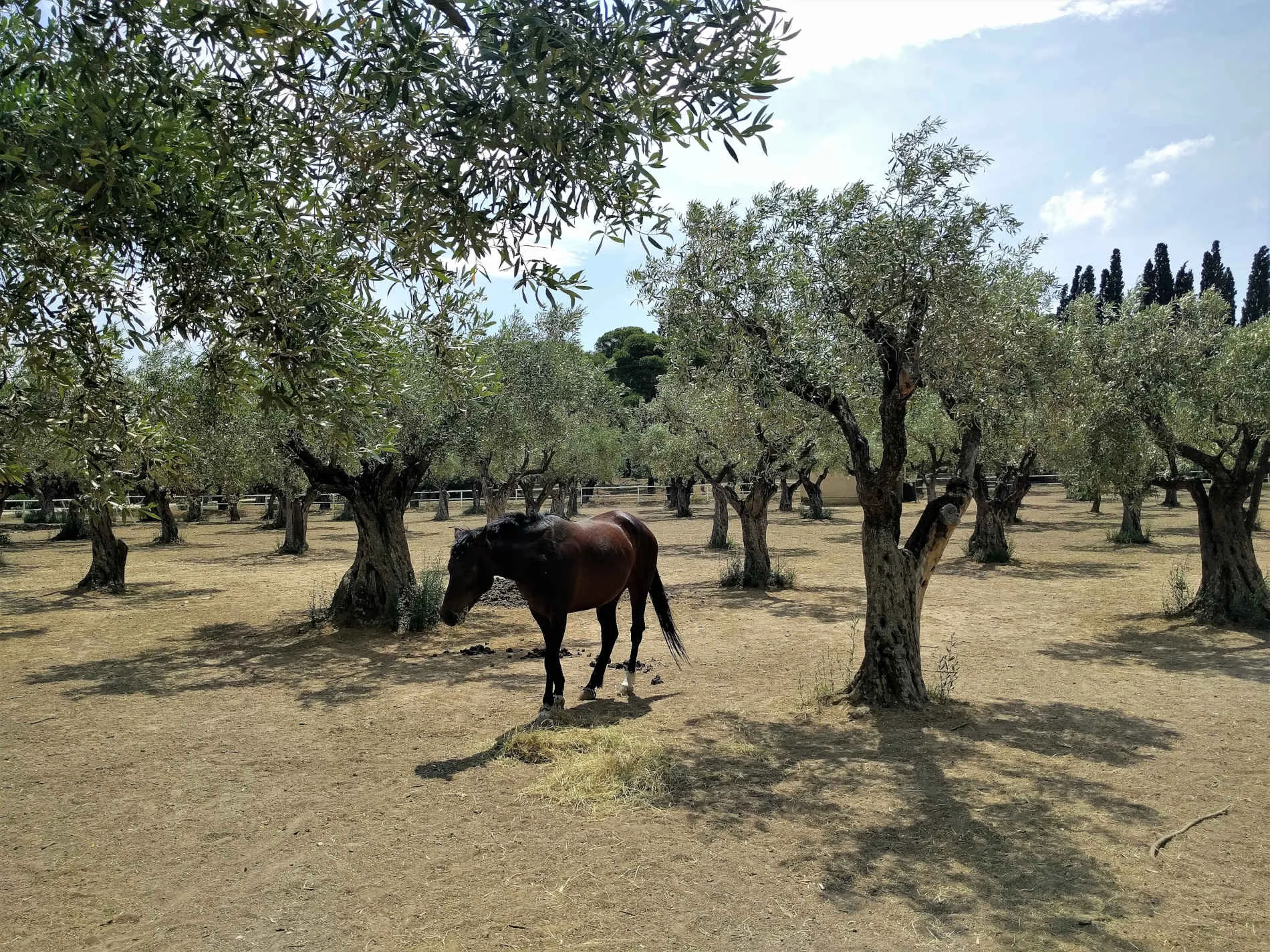 A horse inside the olive grove