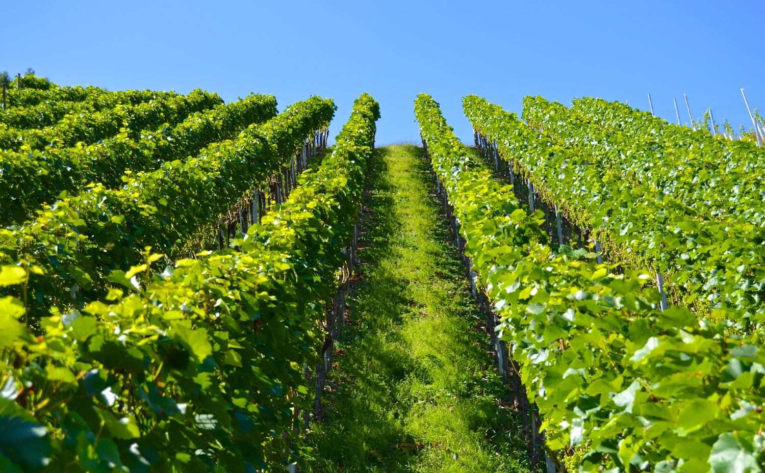 Nemea vineyards