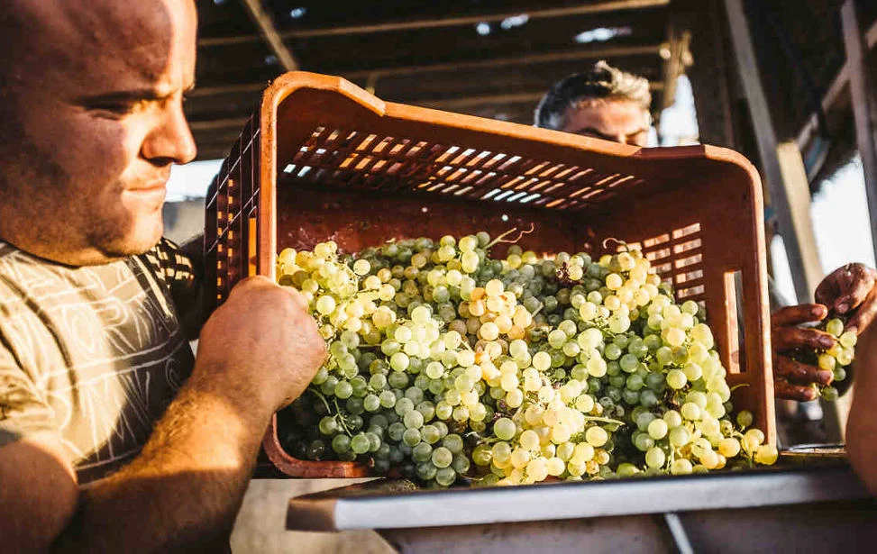 Organic farming in Hatzidakis Winery , Santorini. Source: Hatzidakis Winery