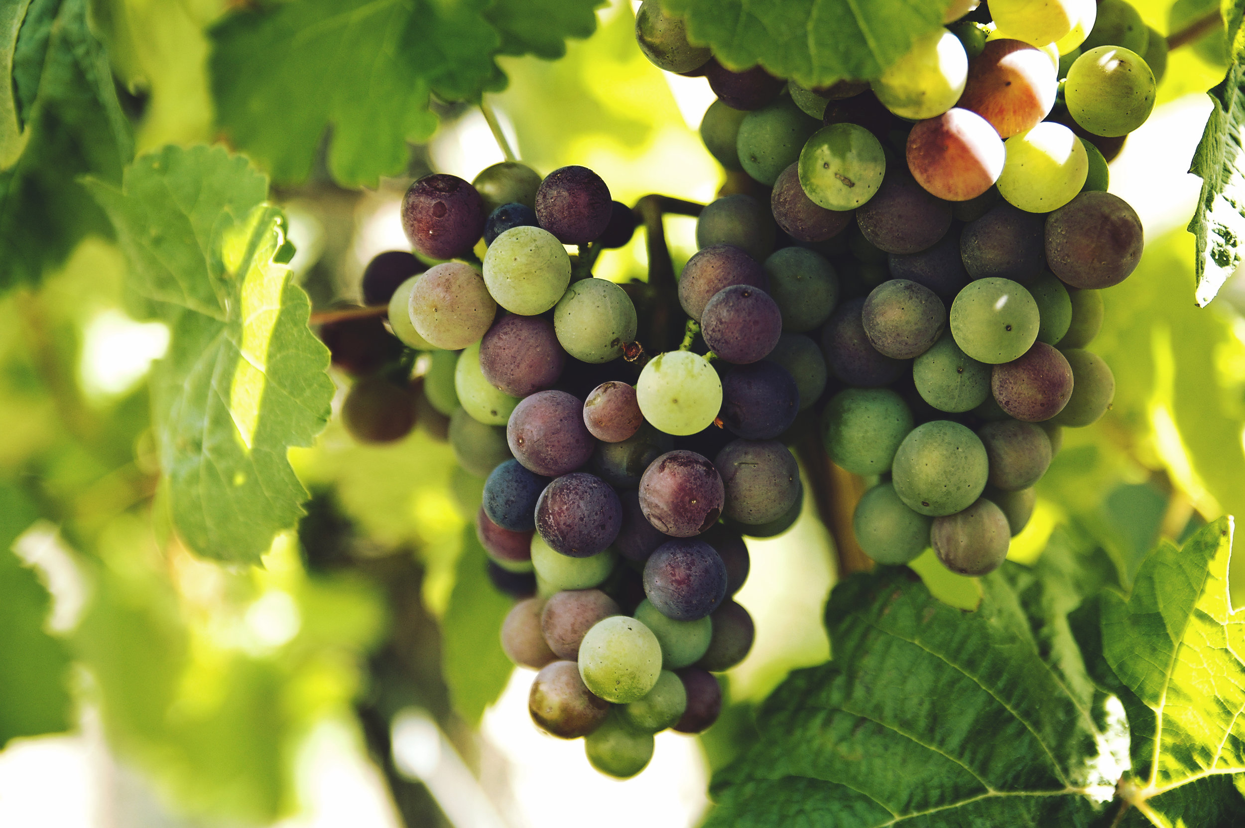 Santorini is not only famous for its breathtaking sunset views, but also for its wineries and the high-quality wine they produce. Source: Unsplash