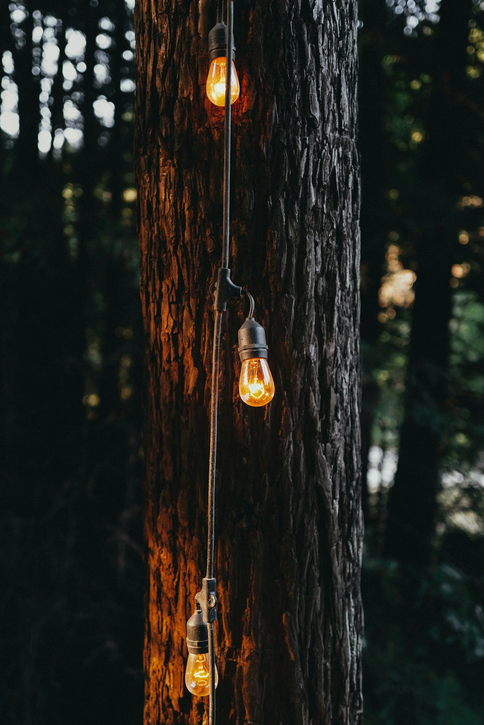 Baba Nina's Lantern Hour