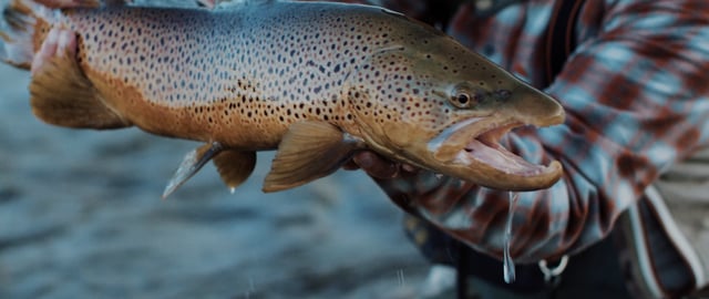 Everset Outfitters