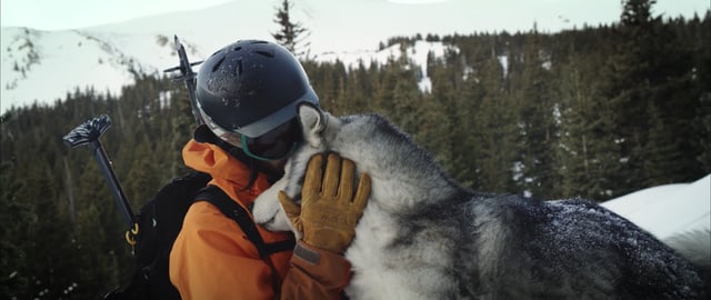 Loki The Wolfdog