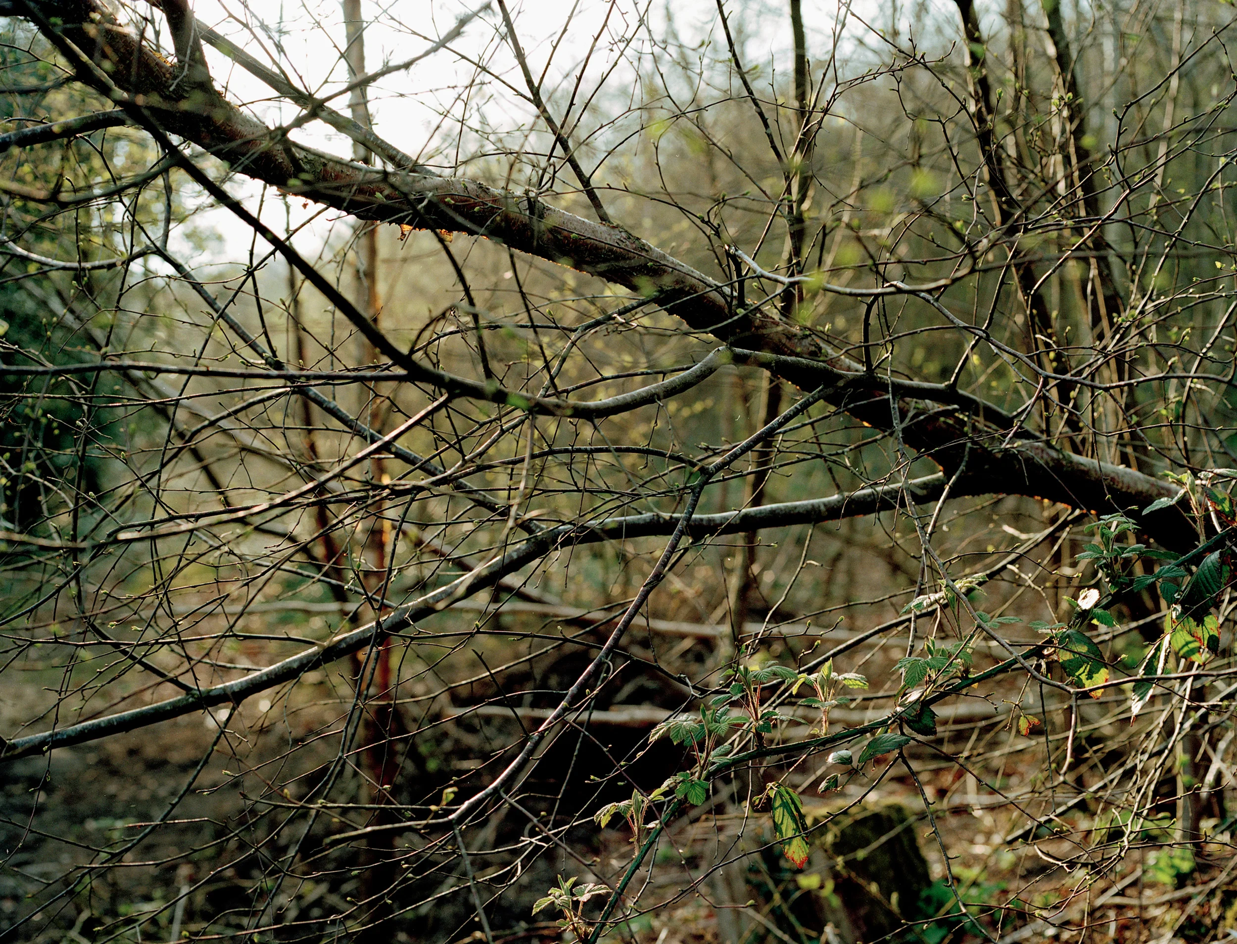 Untitled34.jpg