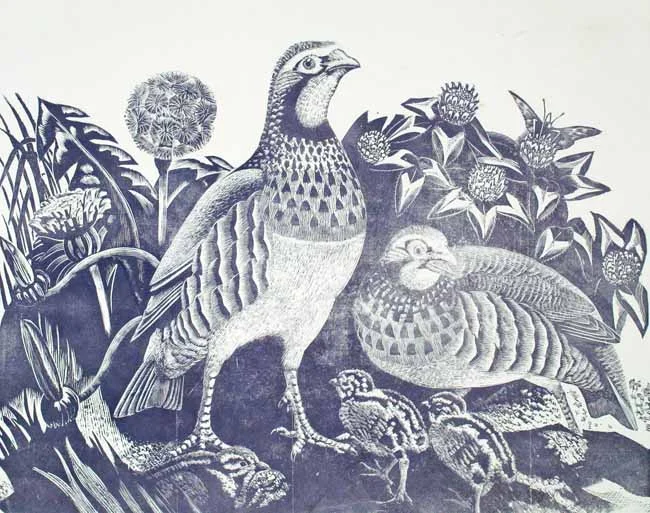 French Partridges and Chicks