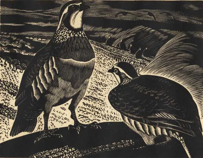 French Partridges