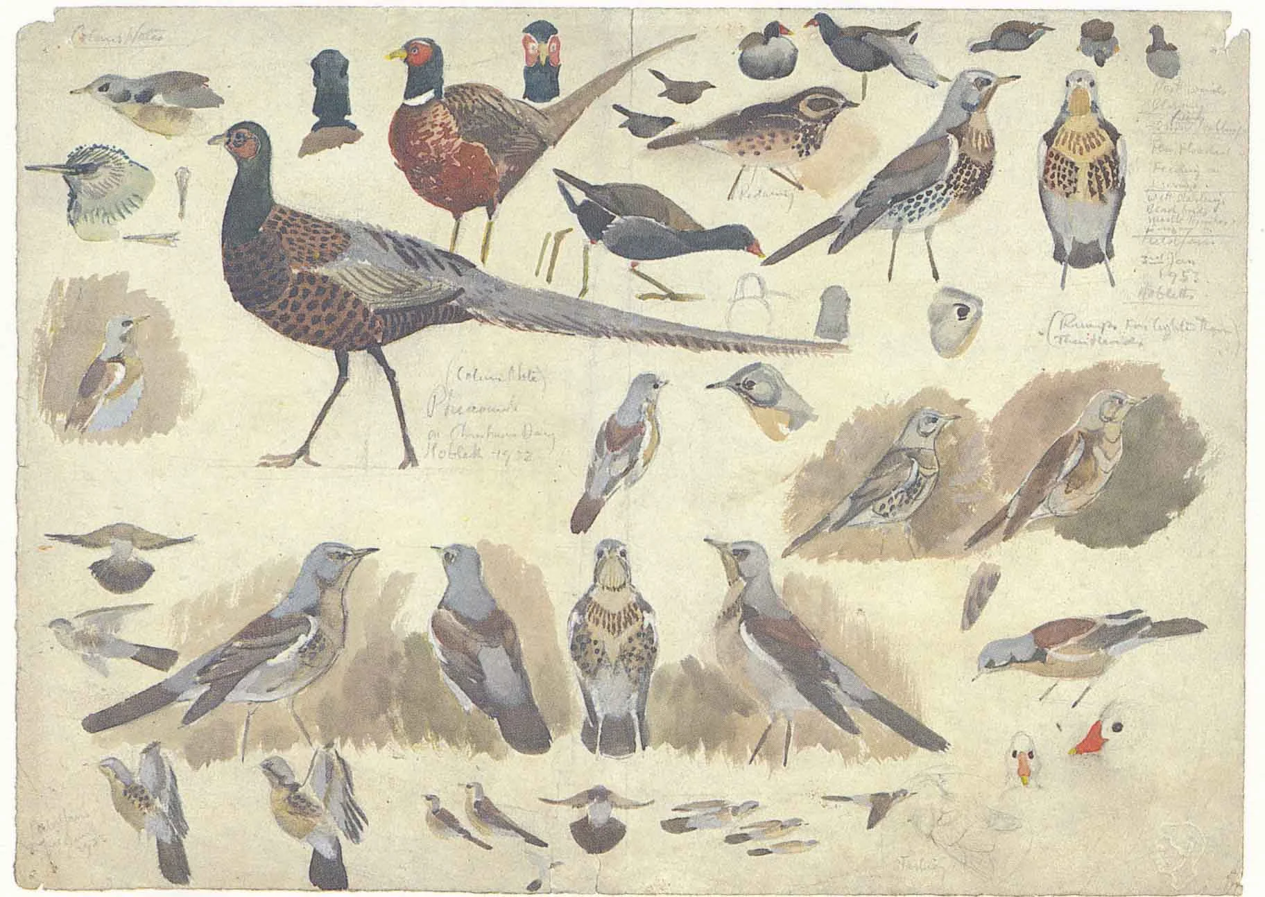 Pheasants and Fieldfare