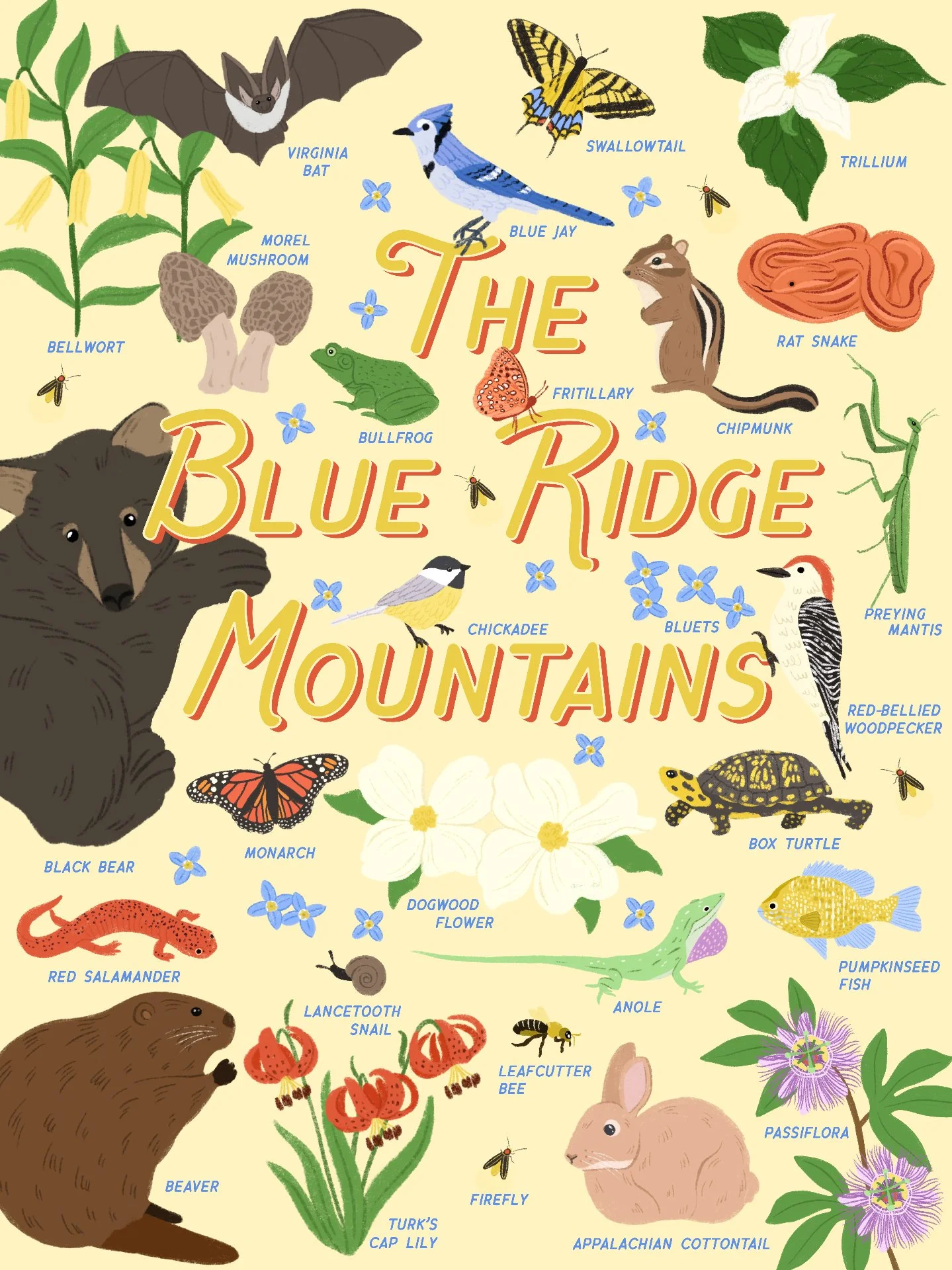 Summer, sketched one region at a time 🐻🦋

A field guide come to life: black bears, monarch butterflies, fireflies at dusk, and dogwood blooming along every trail. The Blue Ridge doesn't just look different in summer &mdash; it sounds different too,