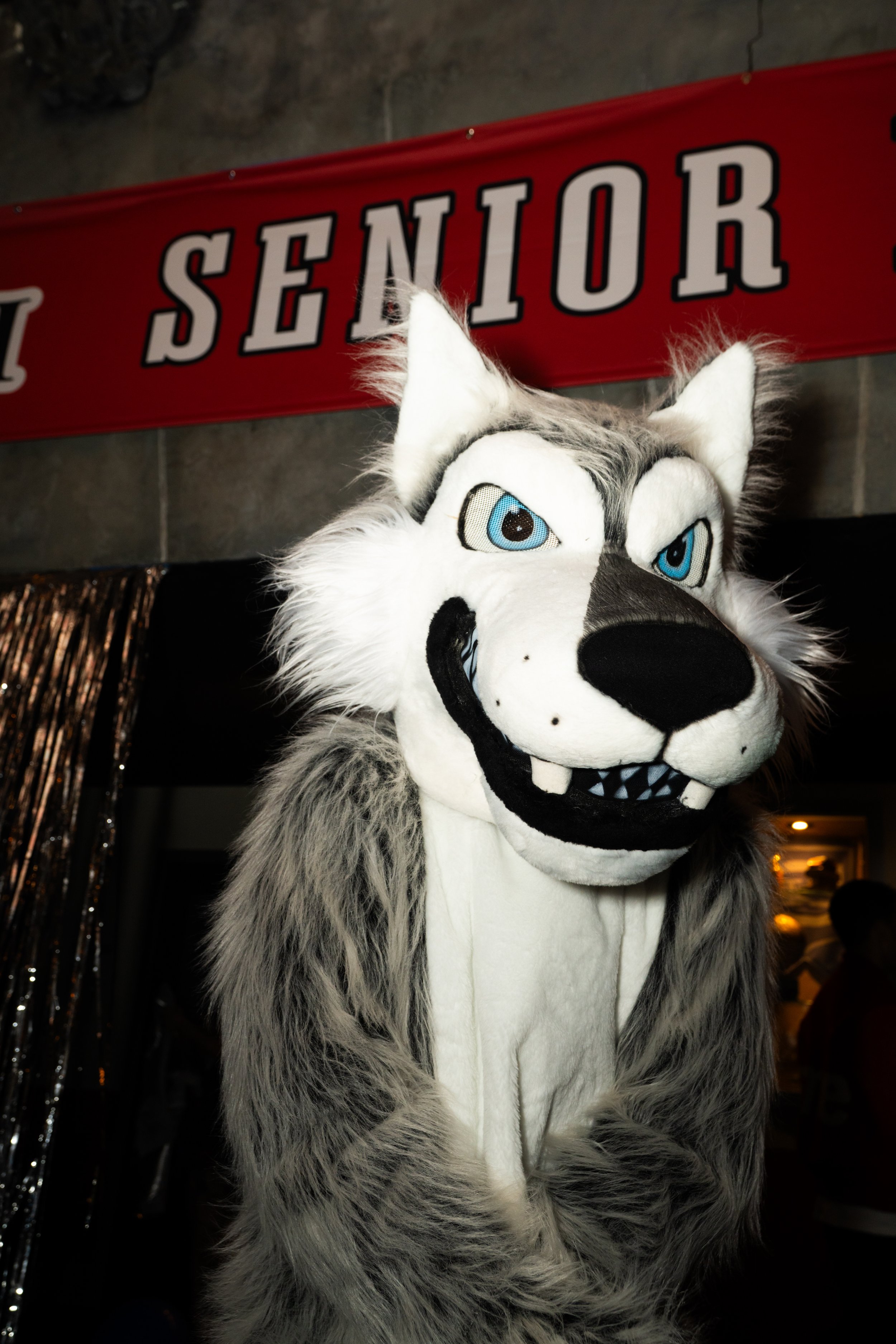 A person in a wolf mascot costume with gray and white fur, blue eyes, a black nose, and a big smile, standing under a red banner that says "SENIOR."