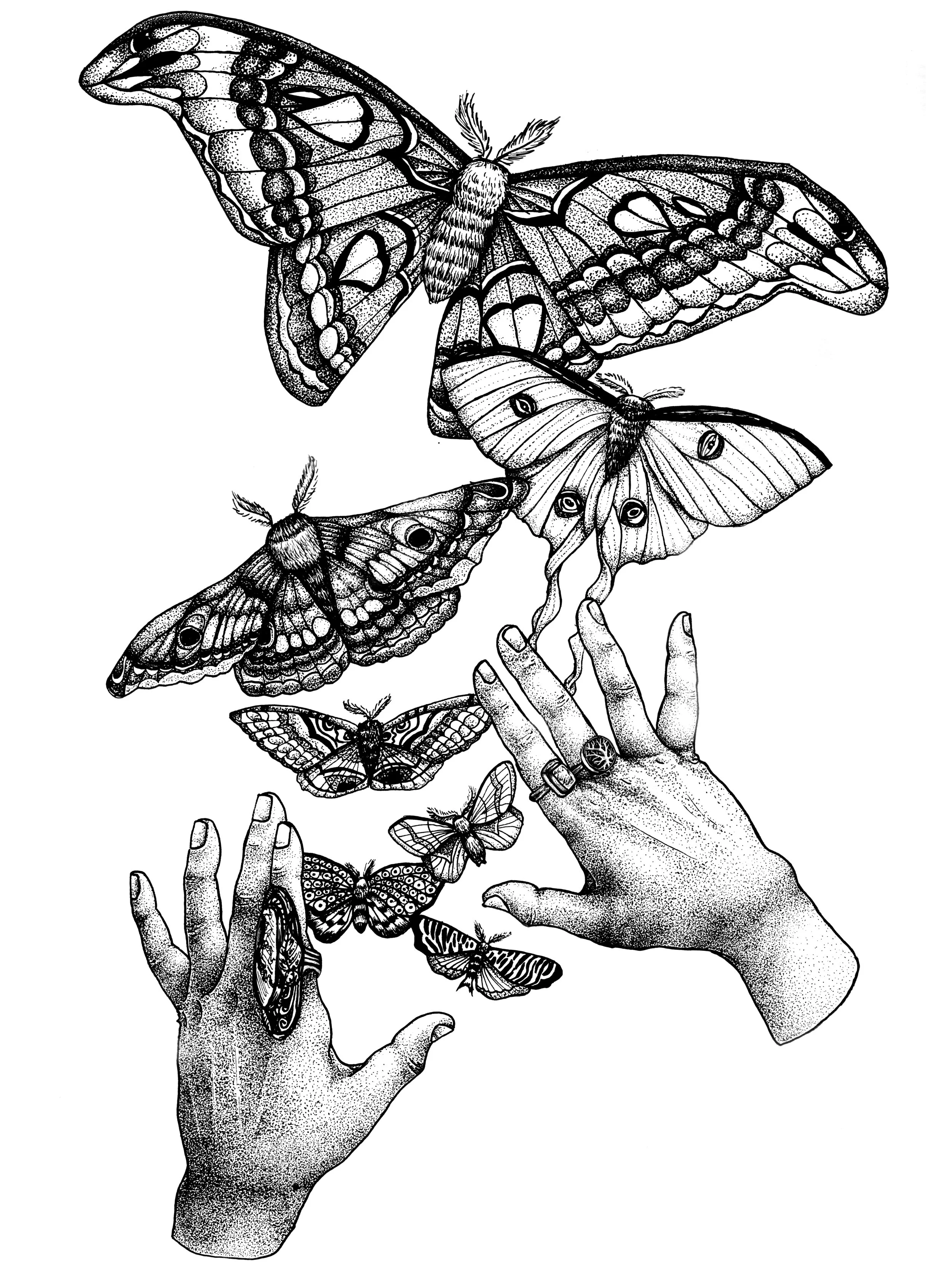 moth print final copy.jpg