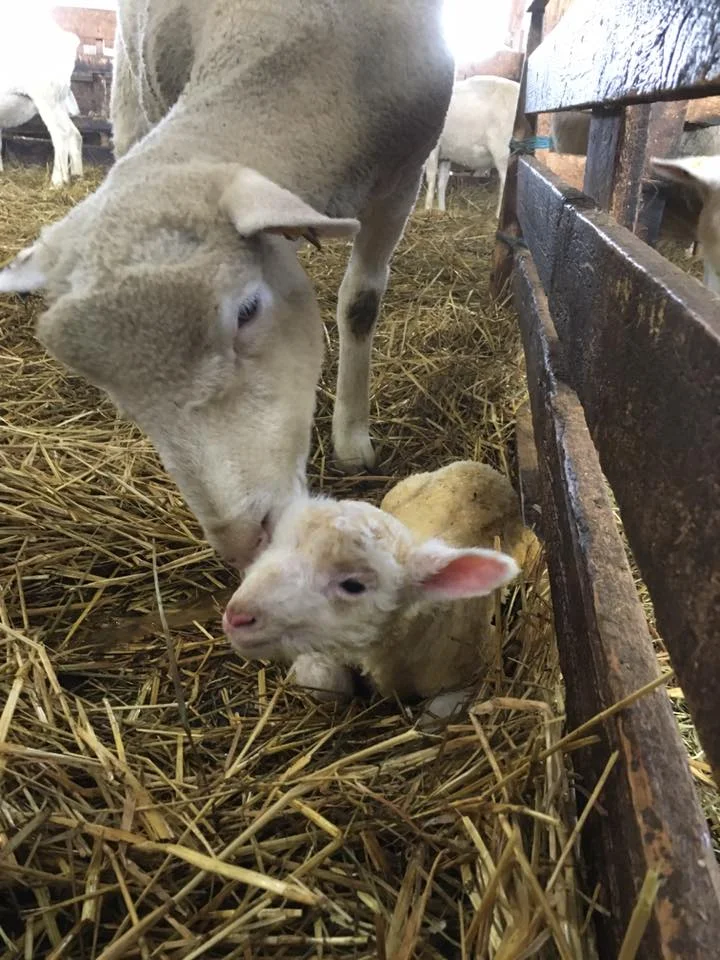 Cette saison morte…tellement vivante! - Agrimom