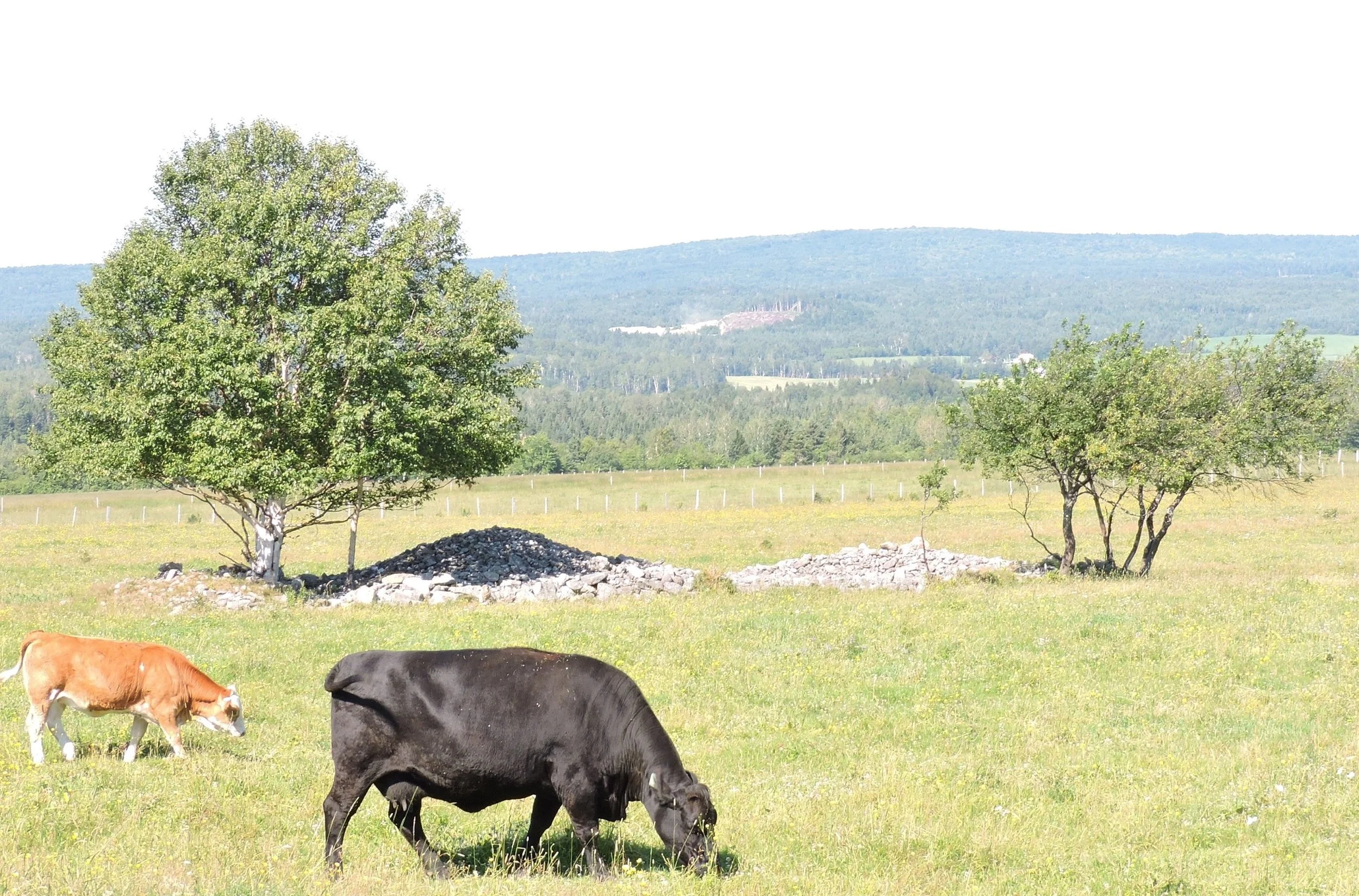 Les tas de roches - Agrimom