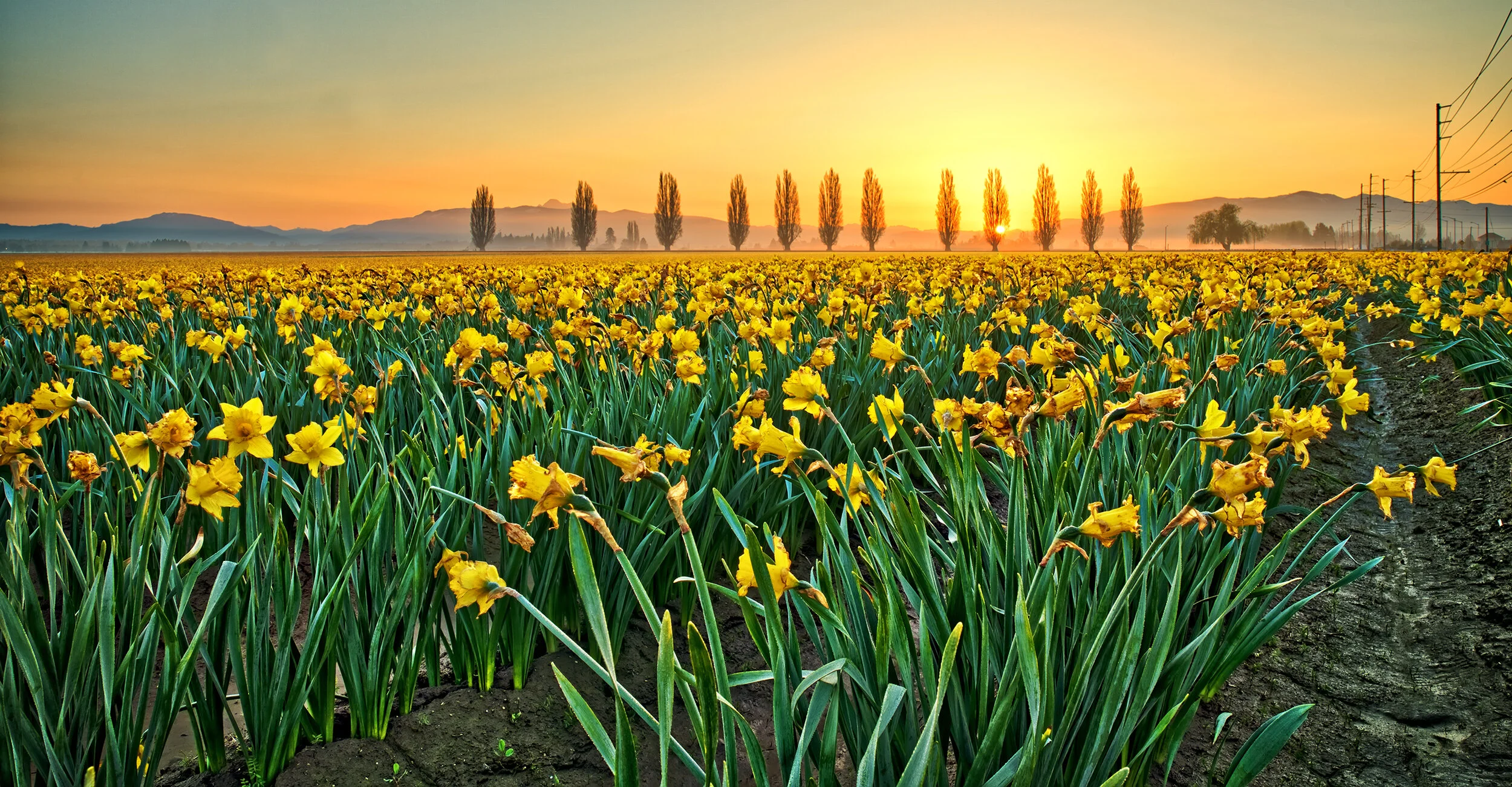 Sunrise over daffodils - 4/19/18 - Sony Alpha A7RIII