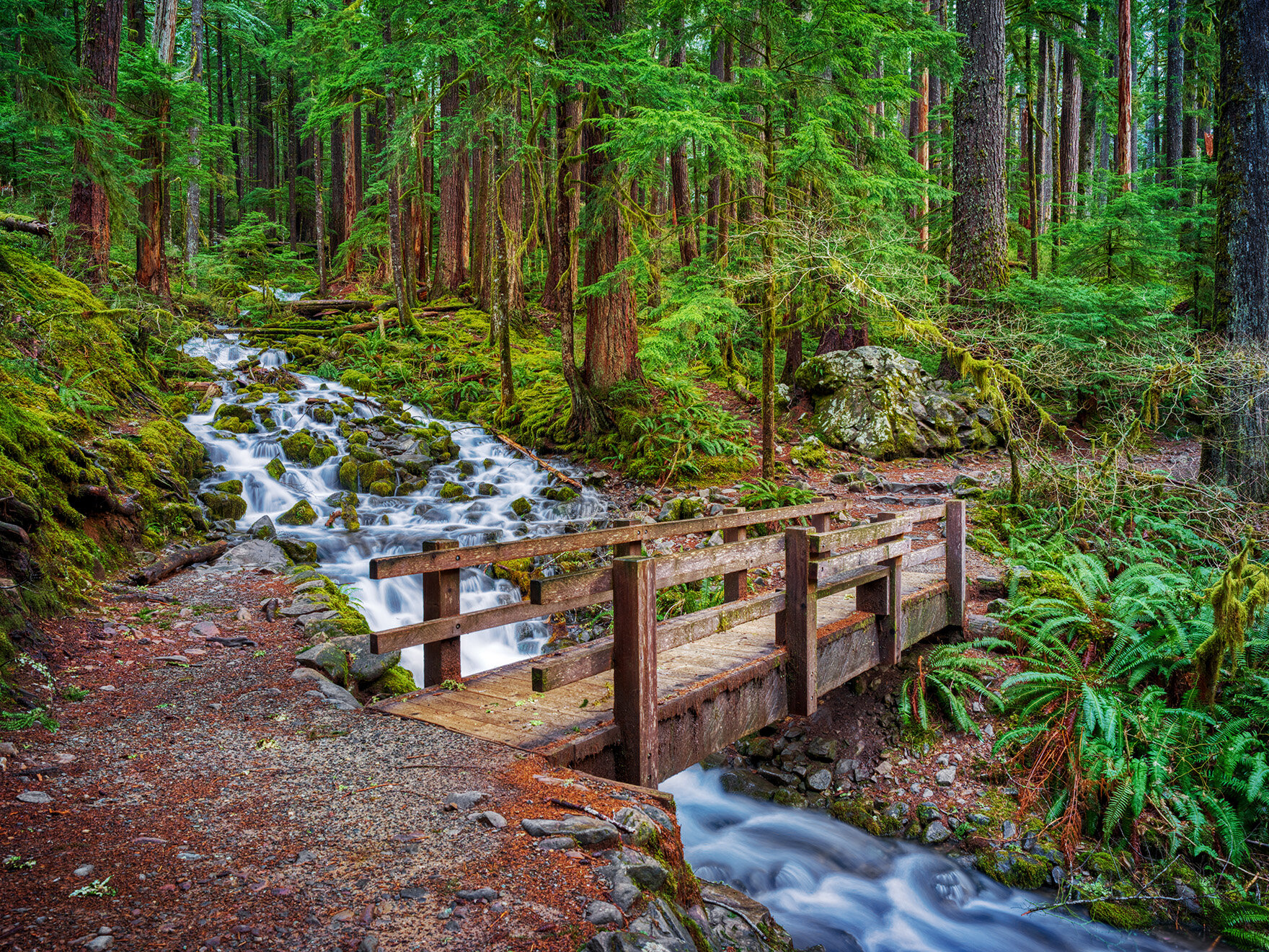 Olympic National Park - 12/22/20 - Hasselblad X1D II 50C