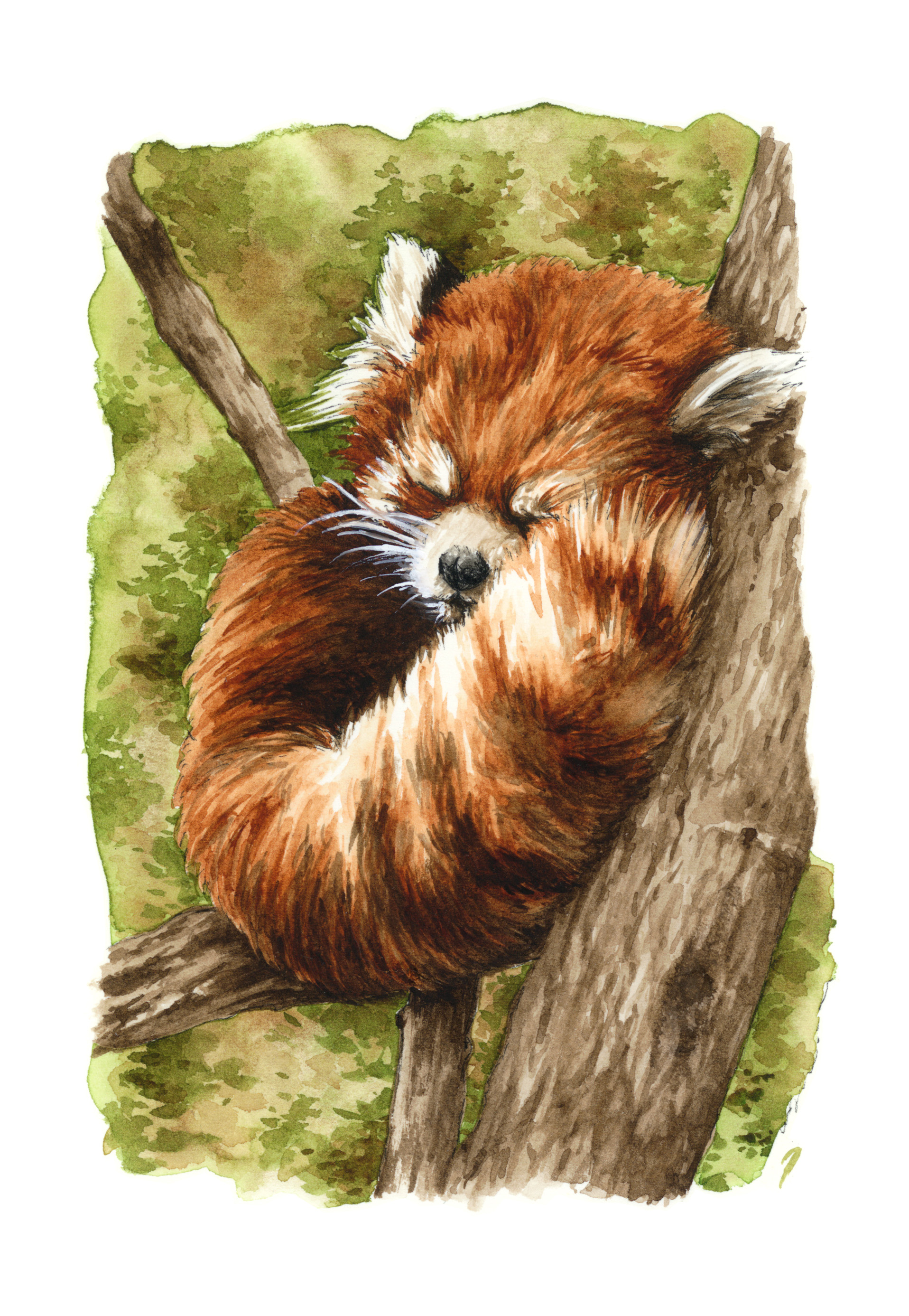 redpanda.jpg