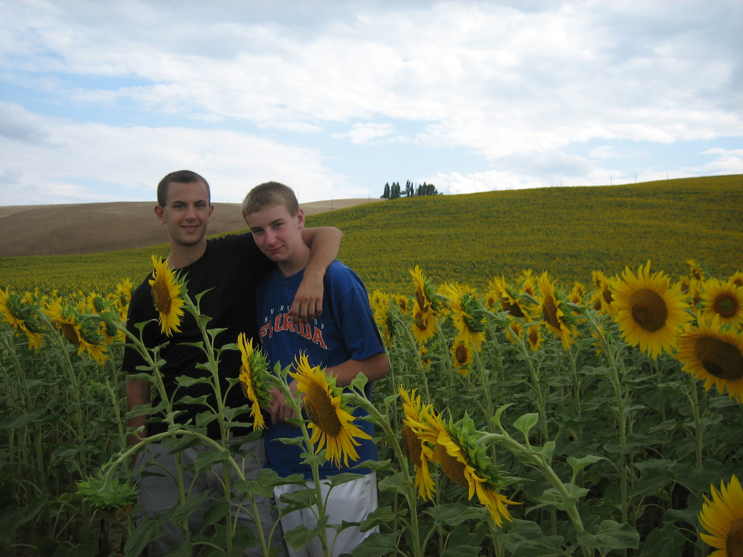 Sunflower field in Tuscany