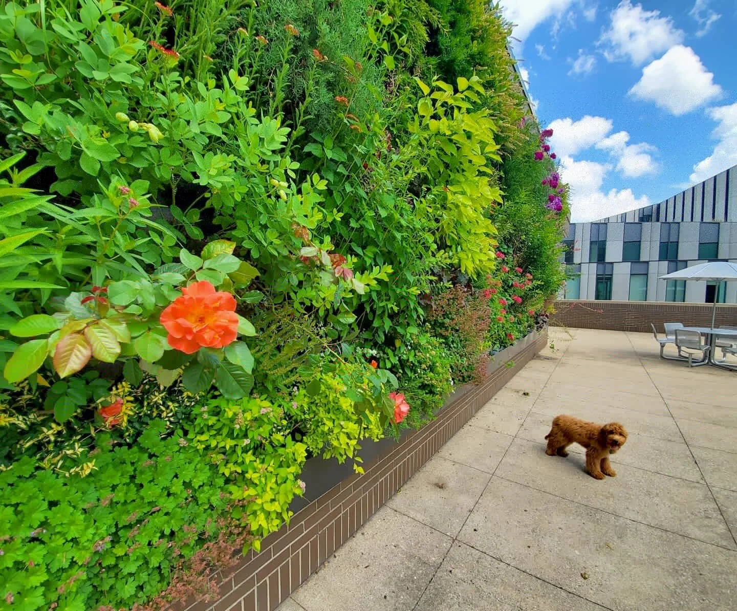 Living Walls — Urban Blooms