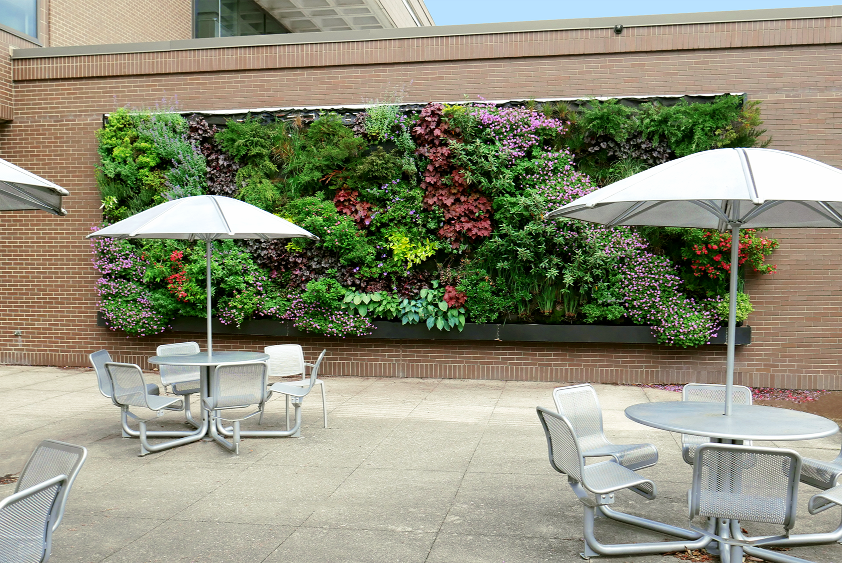 Outdoor patio with metal tables, chairs, and large white umbrellas, in front of a green wall garden on a brick building.