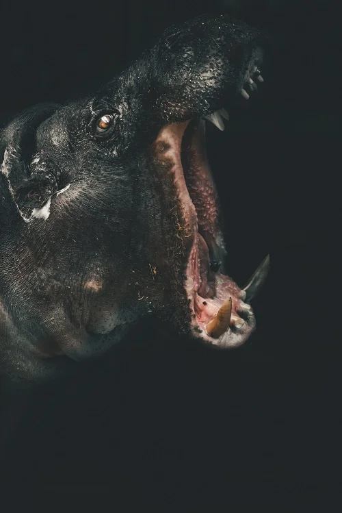 Hungry.jpg