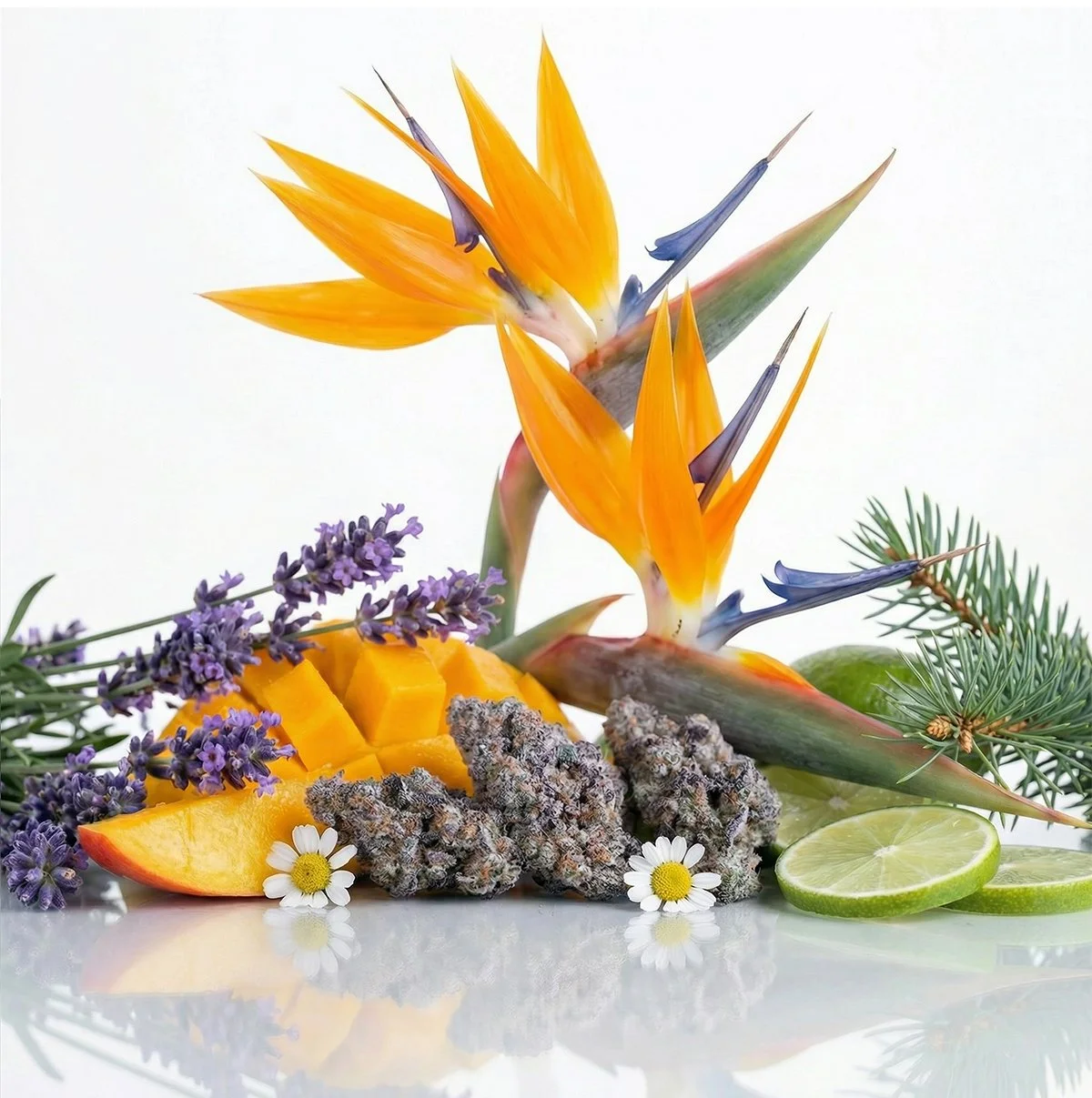Arrangement of tropical flowers, sliced mango, lavender, lime slices, and pine branches on a white background.