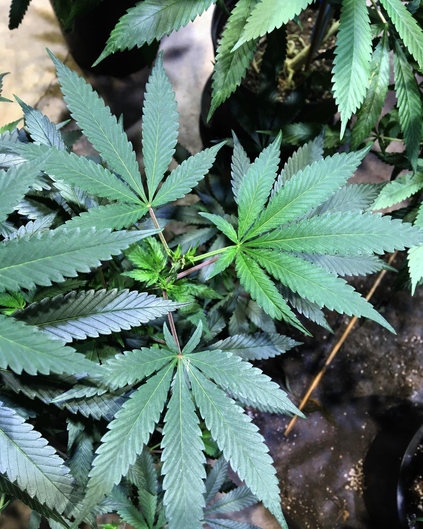 Thank you @gaiasganjagarden for the lovely tour, and for showing us some indoor no till beds! The buds were beautiful! 💚🌿
🌿
🌿
🌿
Do not operate a vehicle or machinery under the influence of this drug. For use only by adults twenty-one and older.