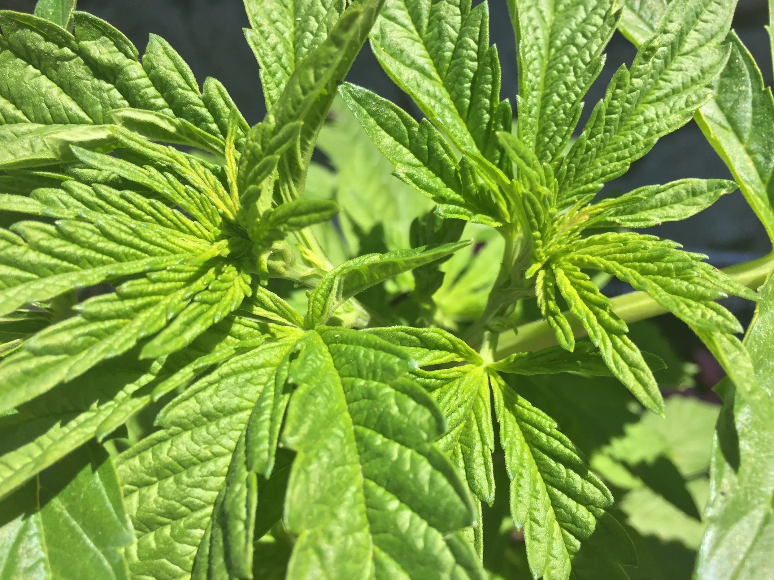 Embracing Authenticity: The End of Color Correcting in the Oregon Cannabis Market