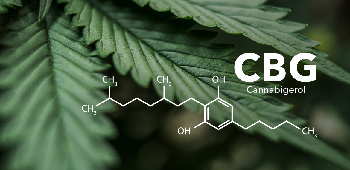 Understanding CBG: The Promising Cannabinoid in Cannabis