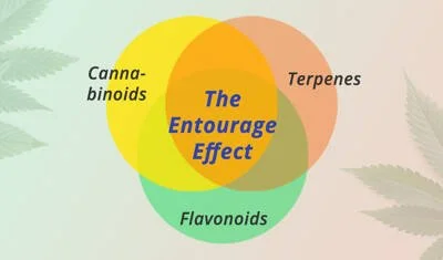 Title: Unveiling the Cannabis Entourage Effect: Exploring Cannabinoids, Terpenes, and Their Synergistic Interactions