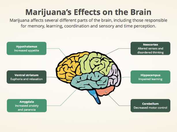 The Impact of Cannabis on Memory, Cognition, and Motor Functions