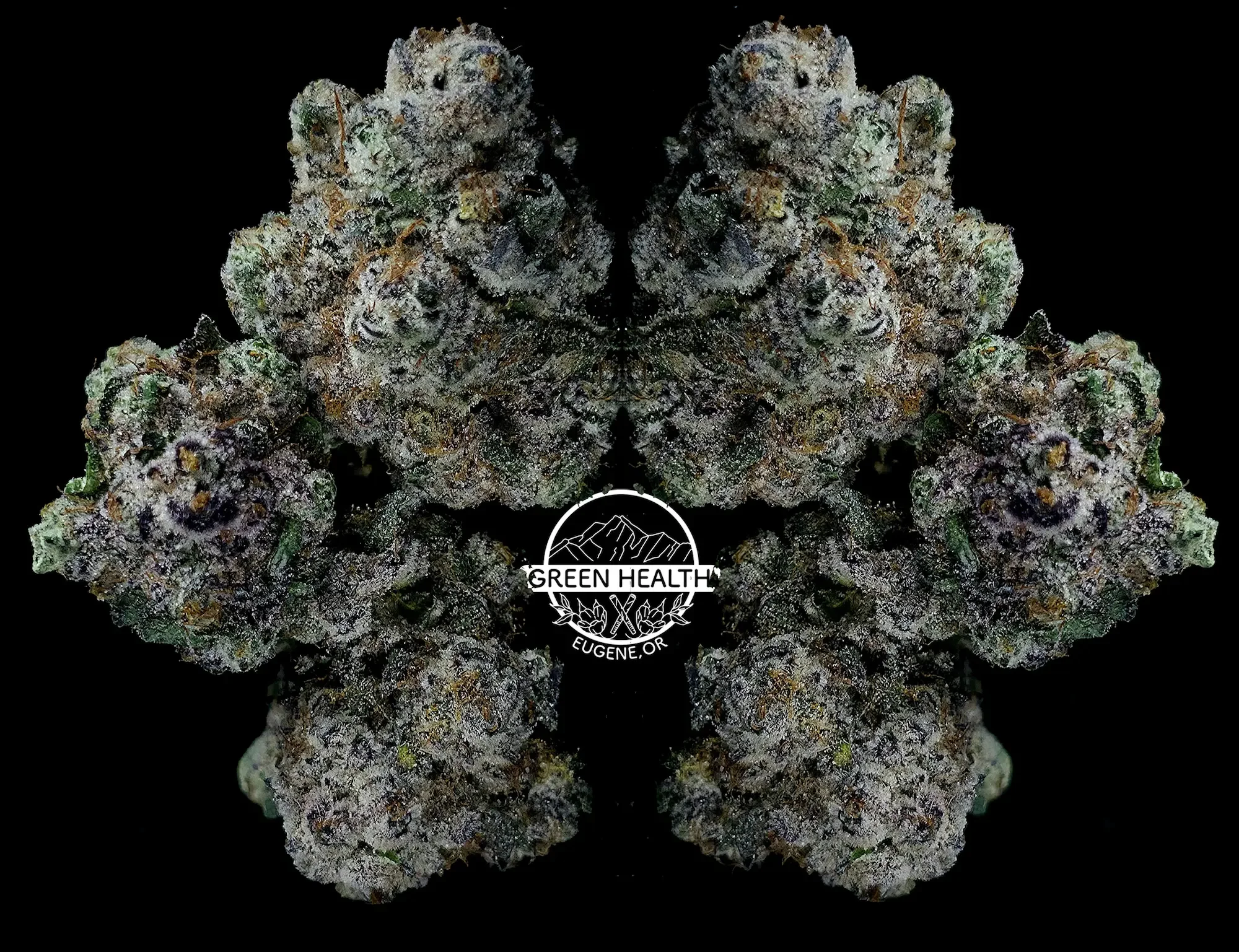 Strain Spotlight: Campout by Tao Farms (Cap Junky × Wilson)