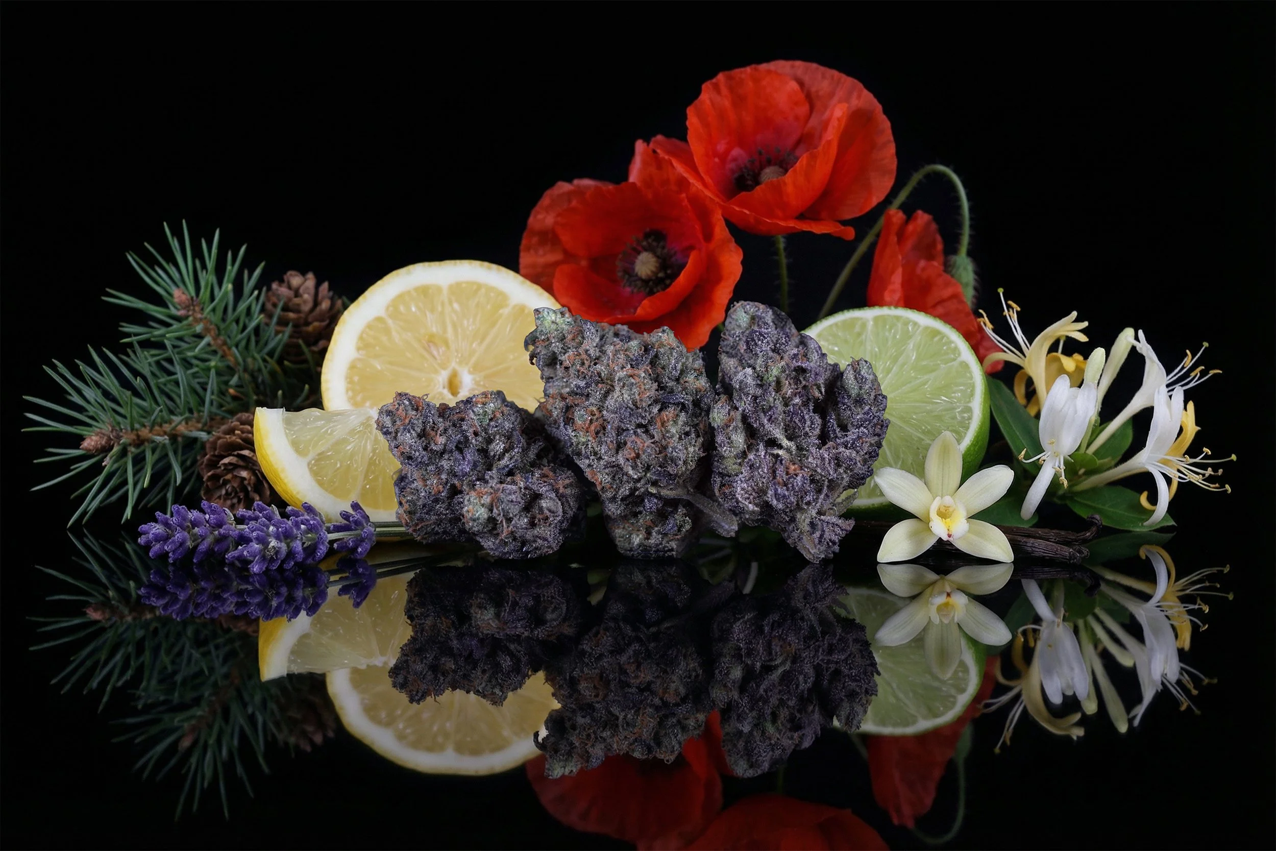 A decorative arrangement of pine branches, purple lavender flowers, lemon and lime slices, red poppies, white orchids, and purple cannabis buds, all set against a black background and reflected on a shiny surface.
