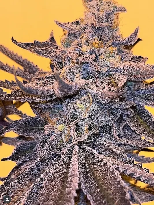 Close-up of Eugreen bud structure and clean burn quality