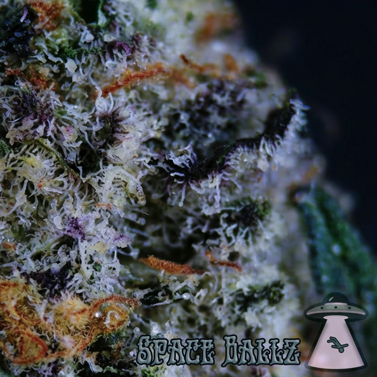 Space Ballz from Eugreen Farms 