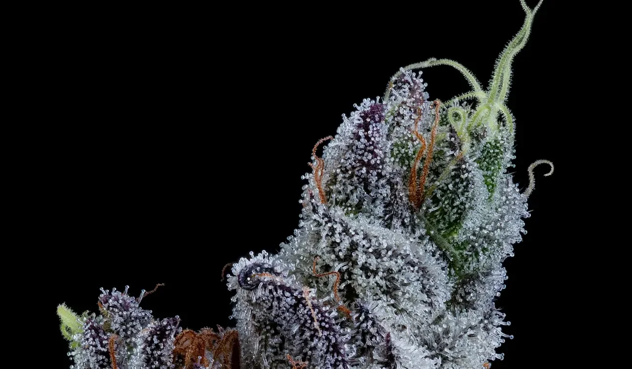 Focus North living-soil Oregon cannabis flower — close-up of trichomes