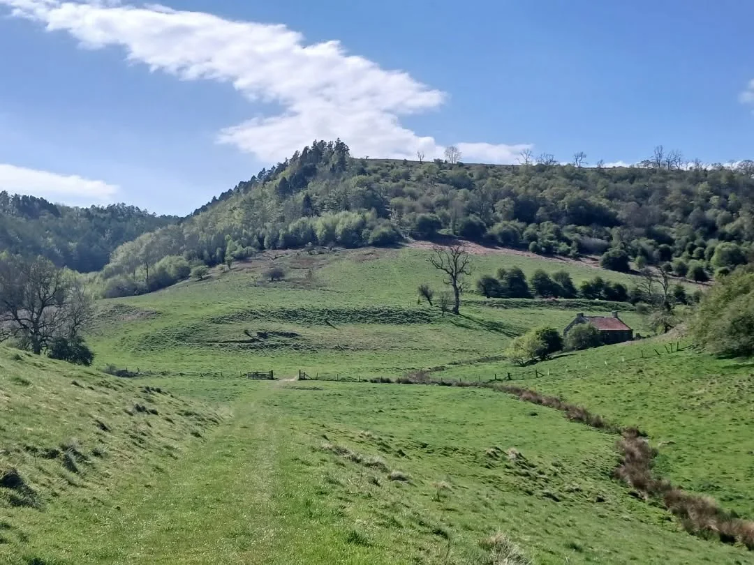 Gorgeous walk round Hawnby in the North York Moors for May Day. 

The river Rye was sparkling.

The limestone escarpments were impressive.

Bluebells carpeted the woods.

And the primulas were everywhere.

🏵