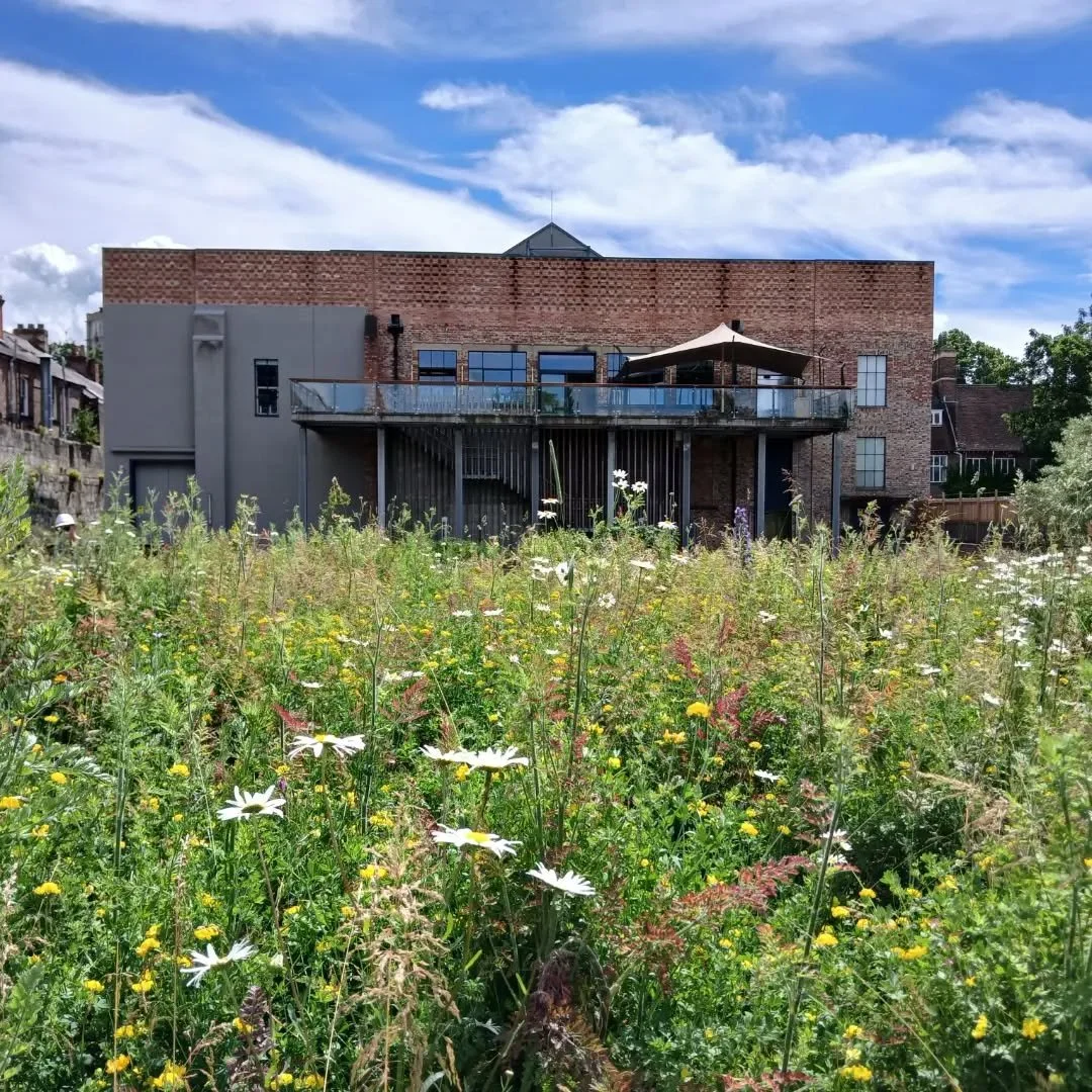 Lovely improvements visible in the York Art Gallery gardens today. 

🙏🏻 to @yorkartgallery @yorkmuseumstrust. Pretty please, can these changes be made permanent?

🌸 Wild flower meadow, looking towards gallery rear elevation

🟩 Appropriate, respec