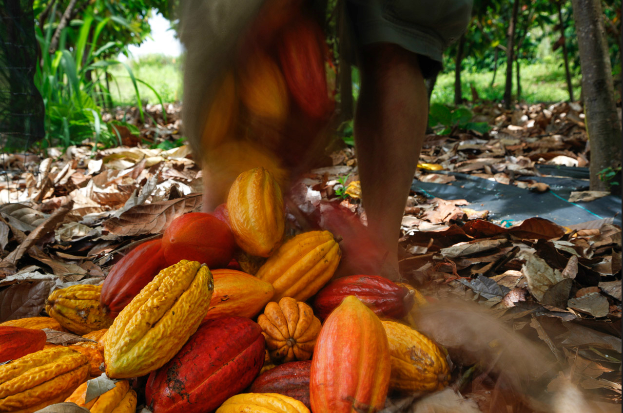 cacao.bag.jpg